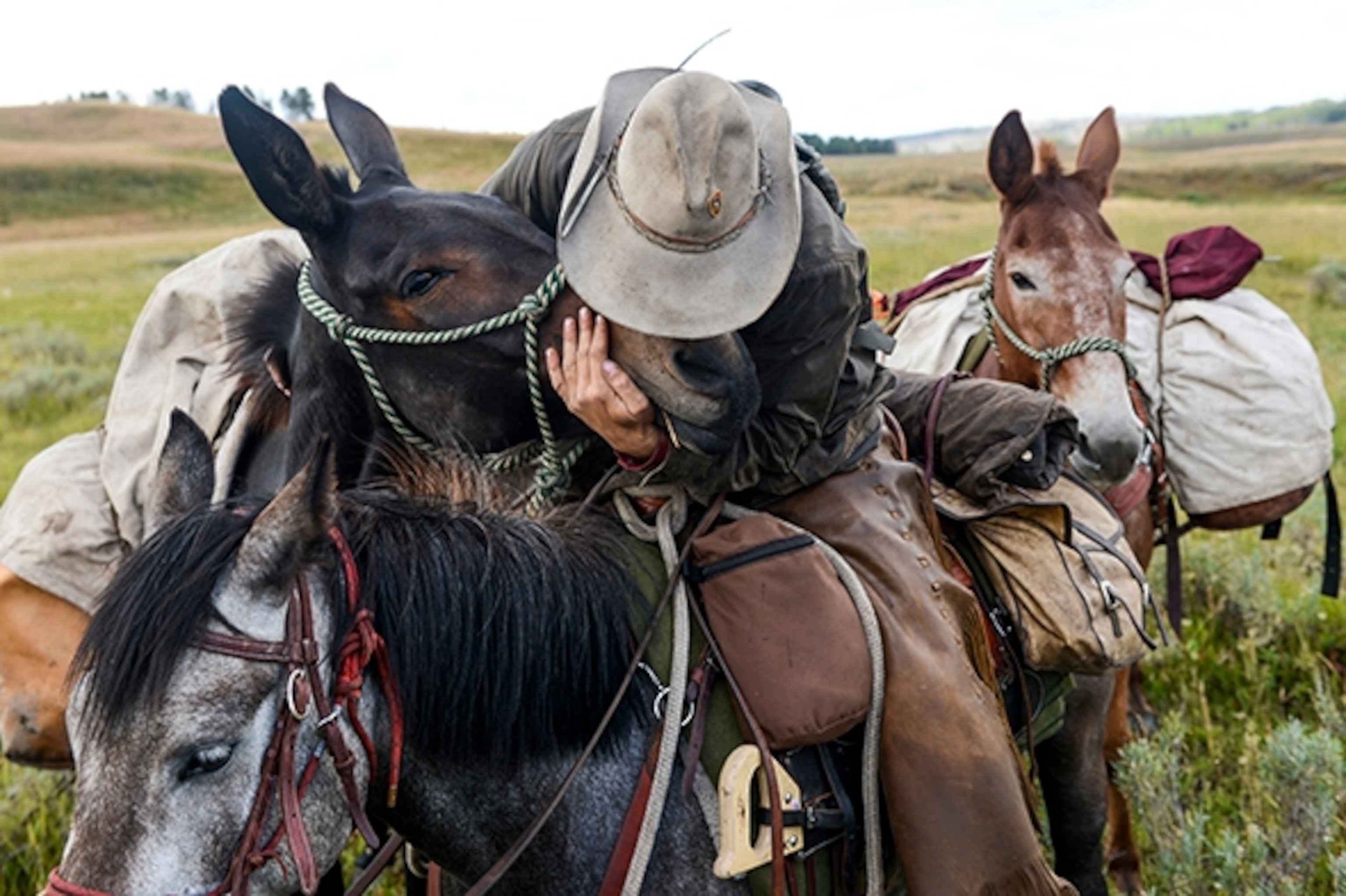 Army Special Forces veteran Ray Knell kisses his mule, Magic, after giving him an ear massage on the trail through Pelican Valley in Yellowstone National Park as he nears the end of his solo, 1,000-mile ride from Lake George, Colorado, to Manhattan, Montana, for the veterans group Heroes and Horses. When Knell finishes his ride in September, he will donate all his livestock, gear and money raised to the program, which takes veterans on extreme, expedition-style horse pack trips and teaches them skills they can use to get jobs. Photograph by TK