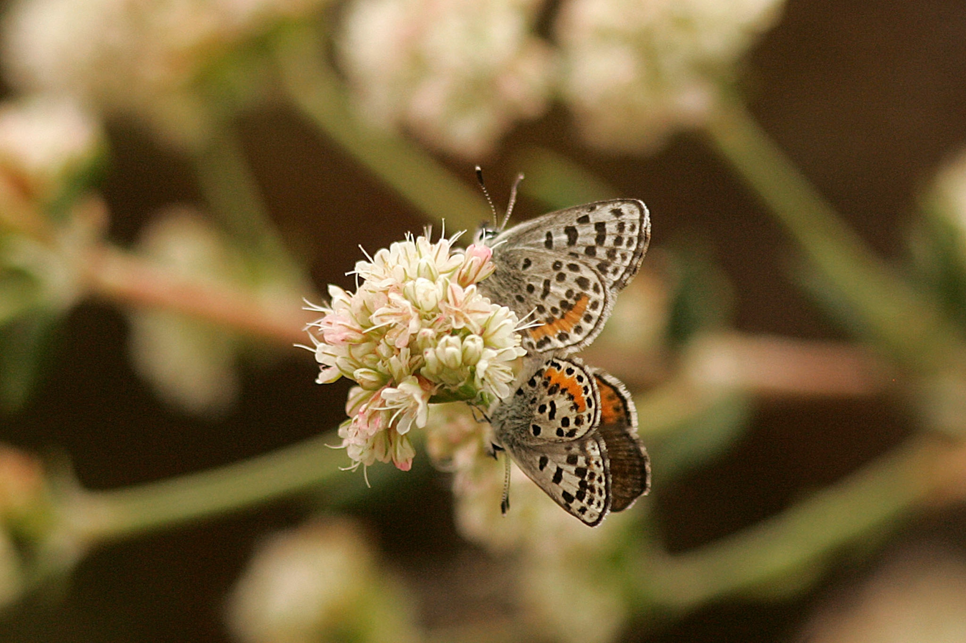 a pair of El Segundo blue butterflies