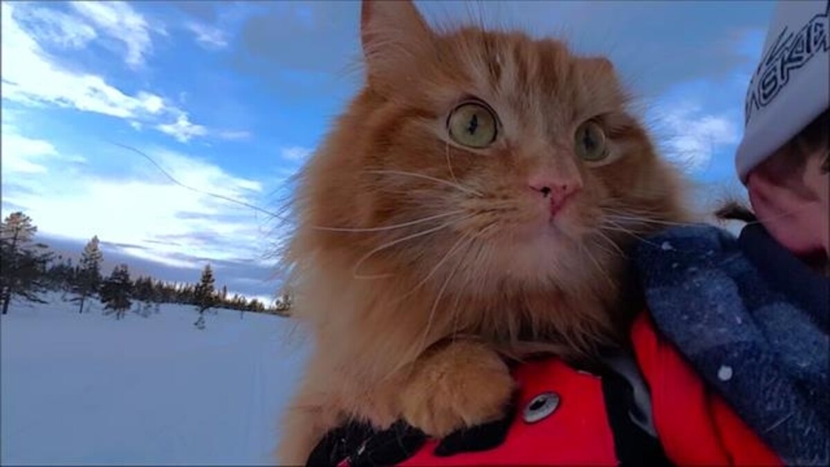 Exclusive Video Watch Norway's 'Skiing Cat' in Action