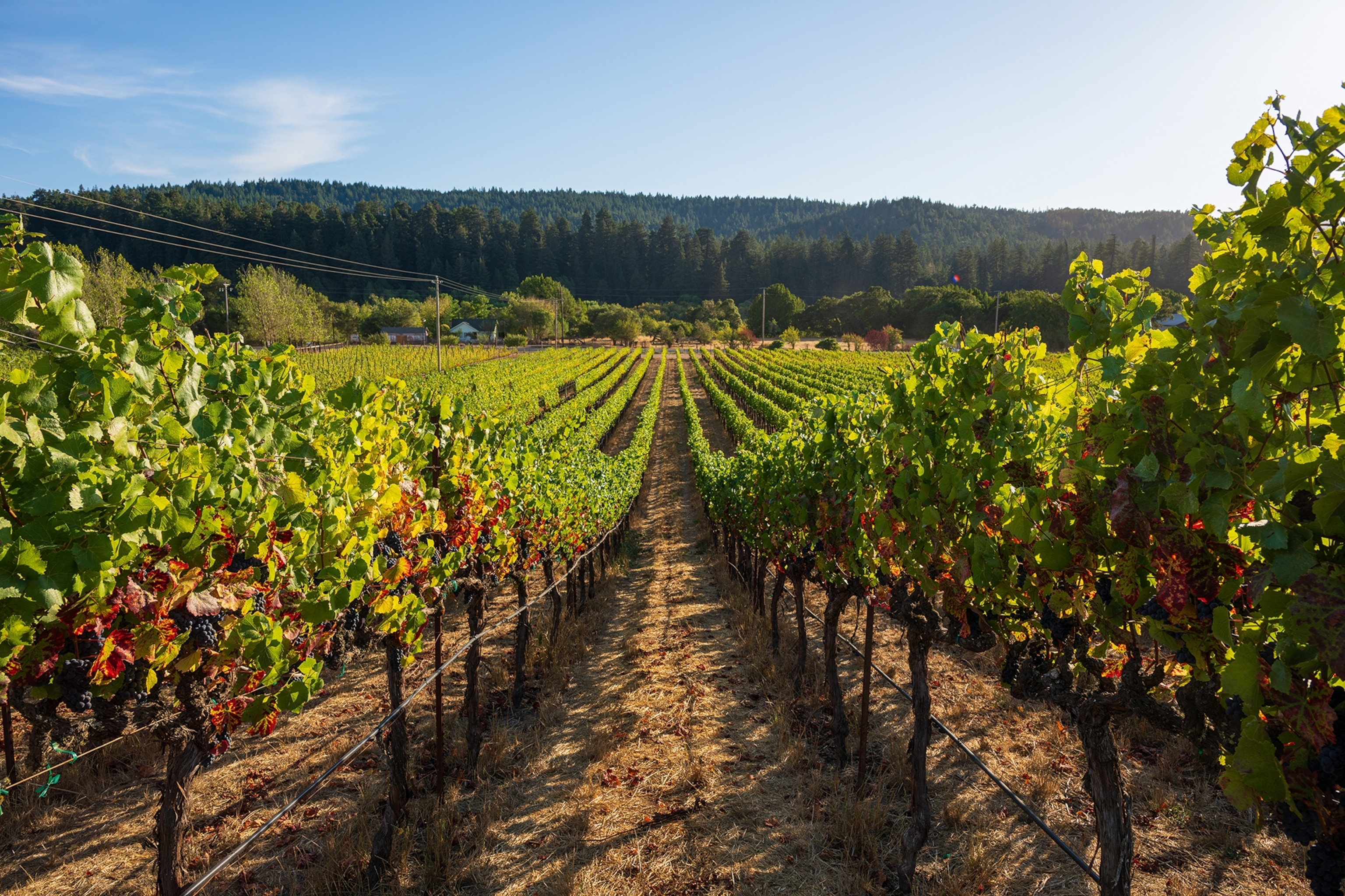A landscape shot of a vineyard focusing down an alley between the lushly overgrown vines.