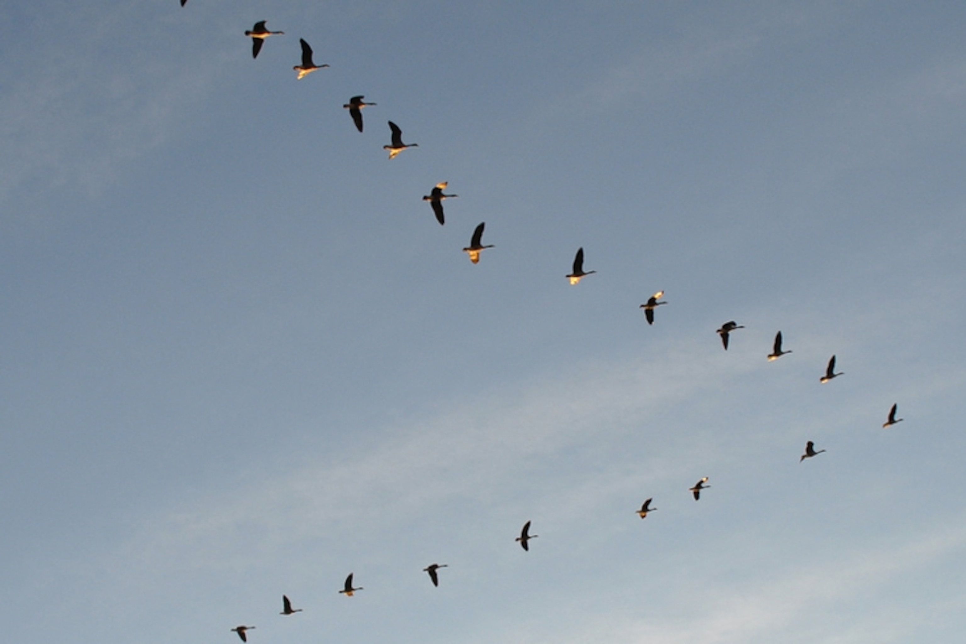 Birds in flight coordinate their movements instantly