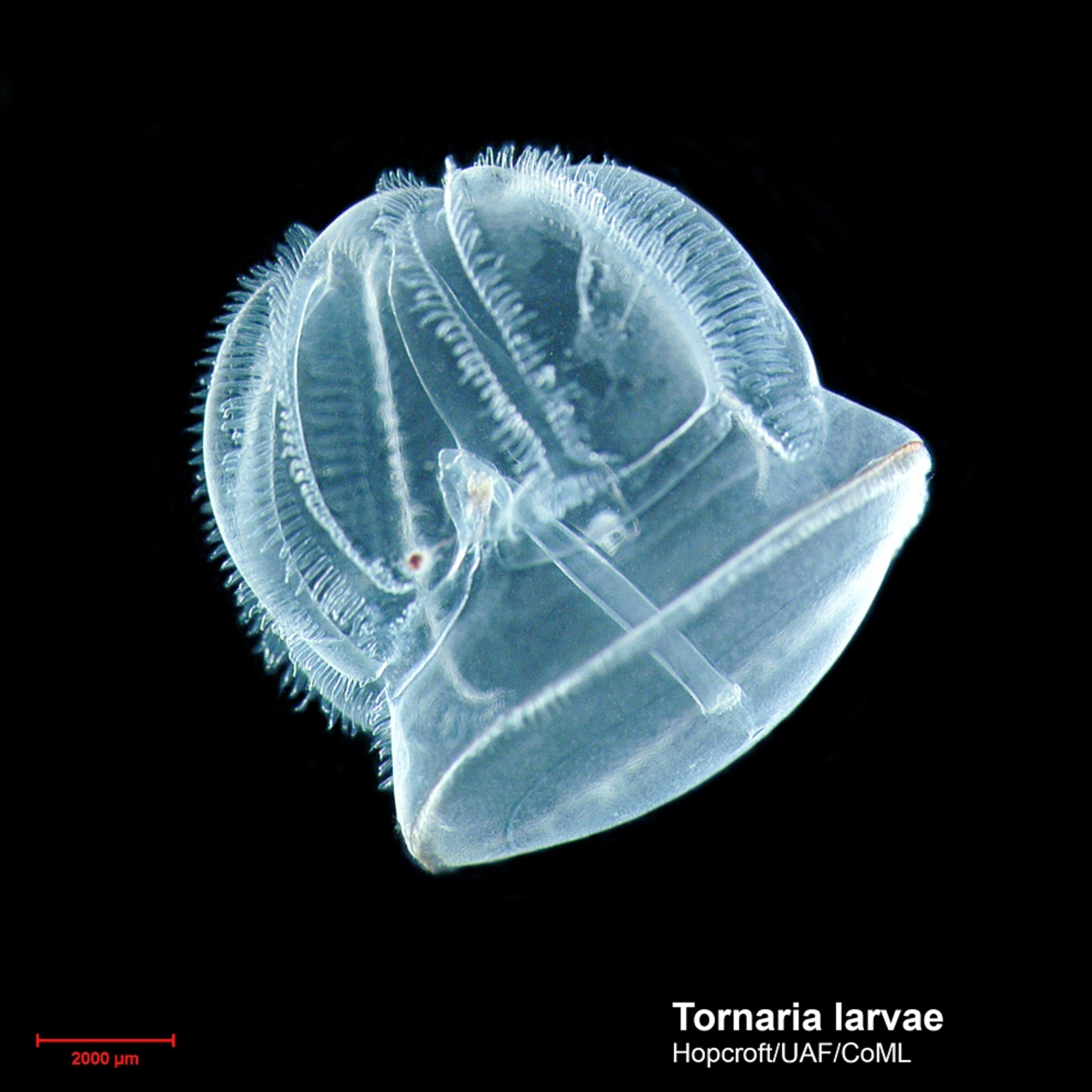 pink spheres of planktonic foraminifera, inventoried as part the Census of Marine Life's study of hard-to-see sea creatures