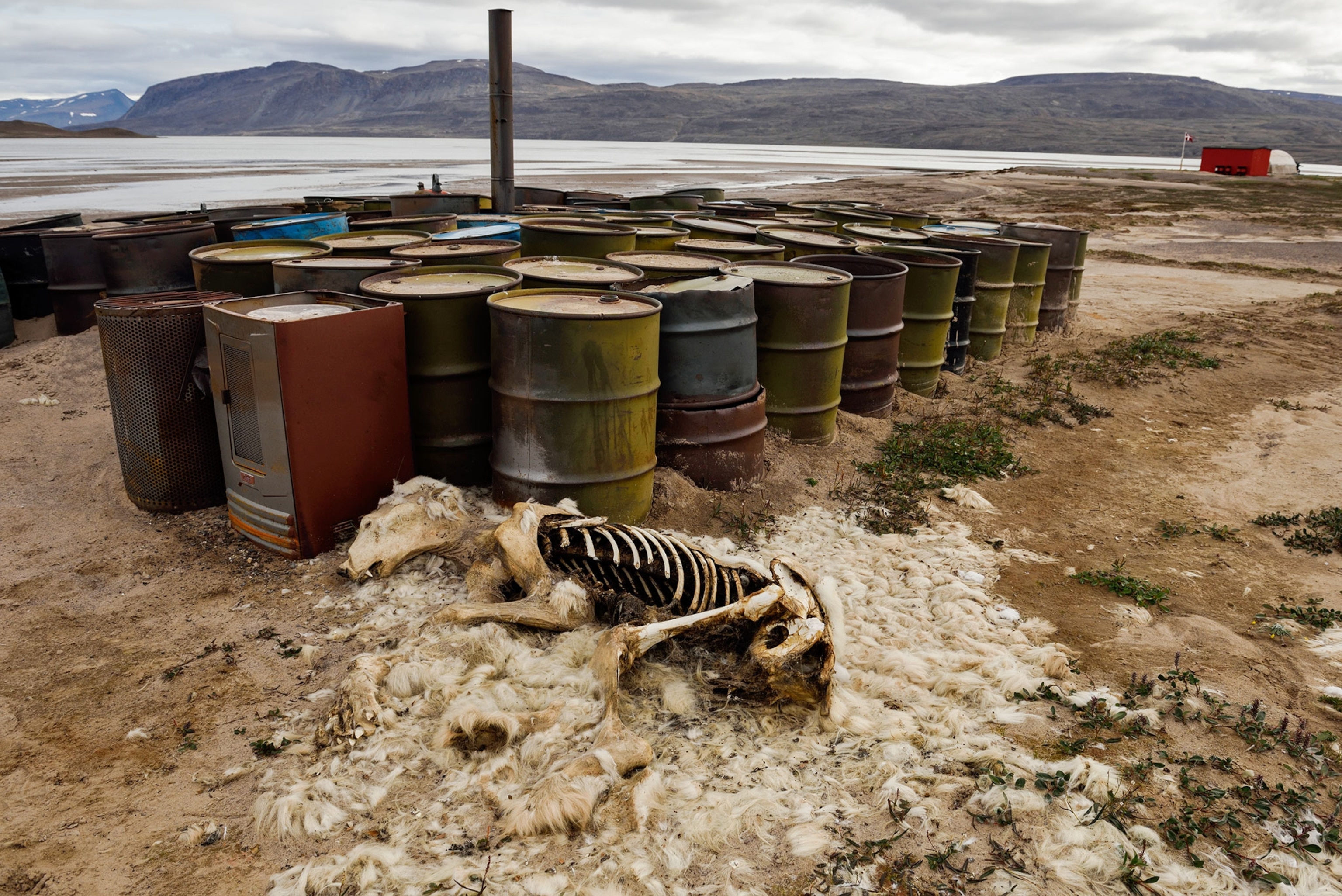 a decomposing polar bear in Greenland