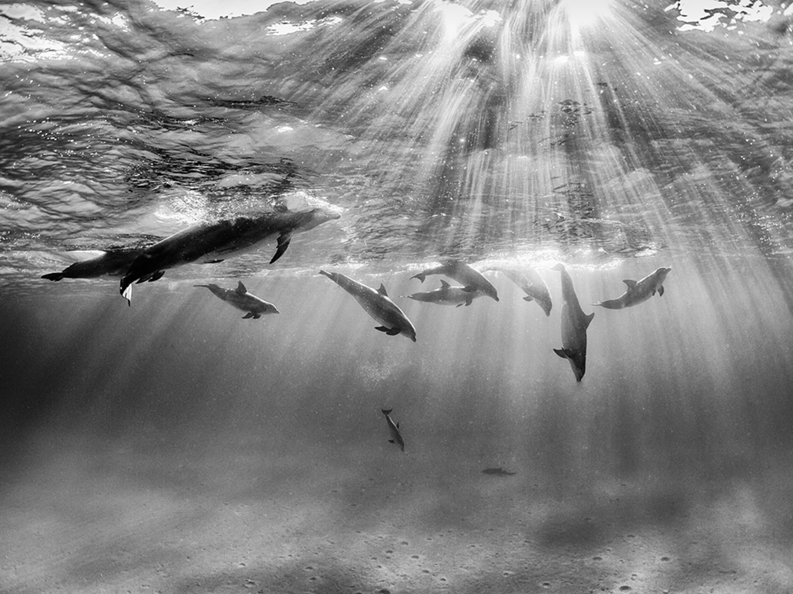 dolphins swimming in Bimini, Bahamas