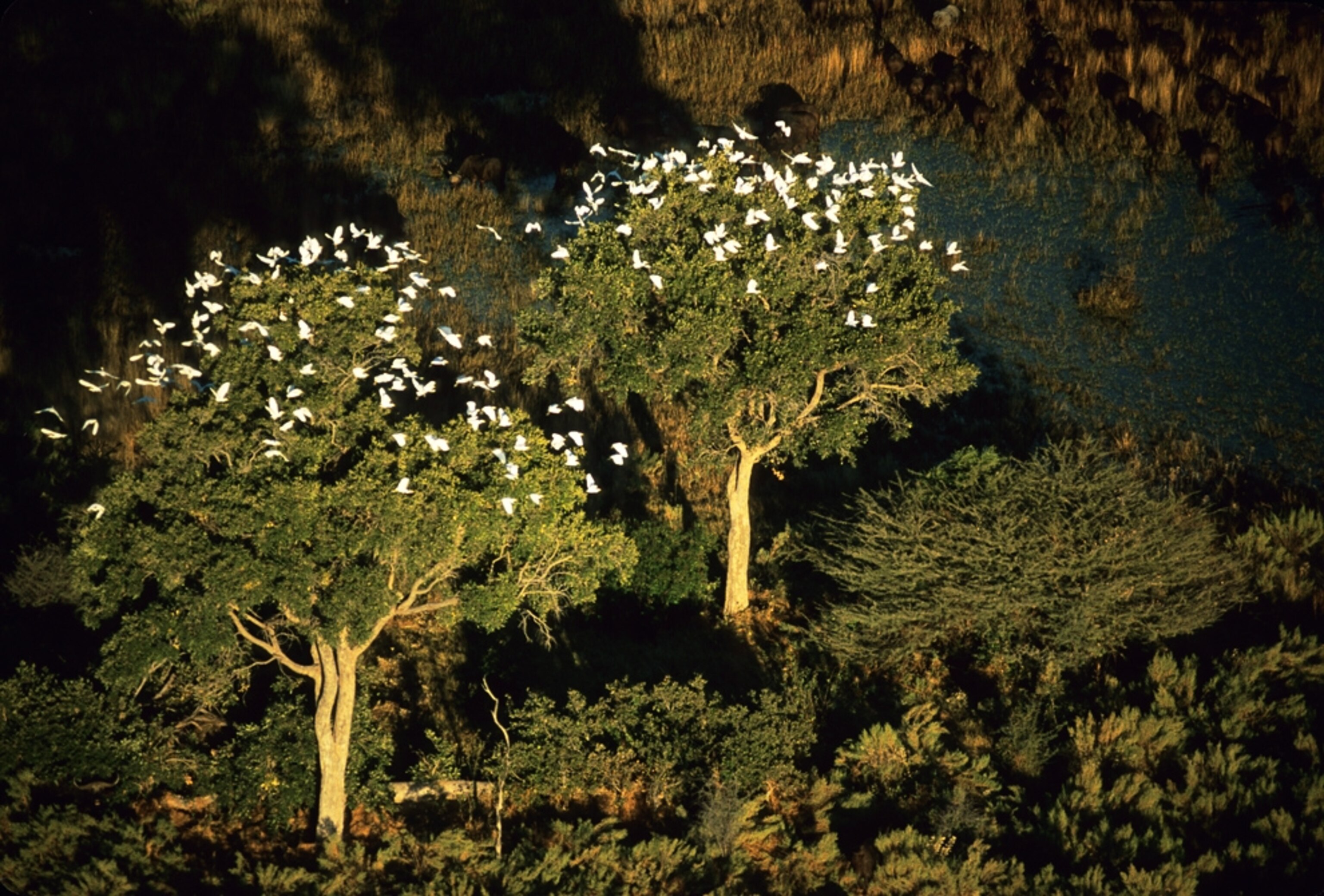 Birds picture: animals in Botswana, part of the world's biggest conservation area