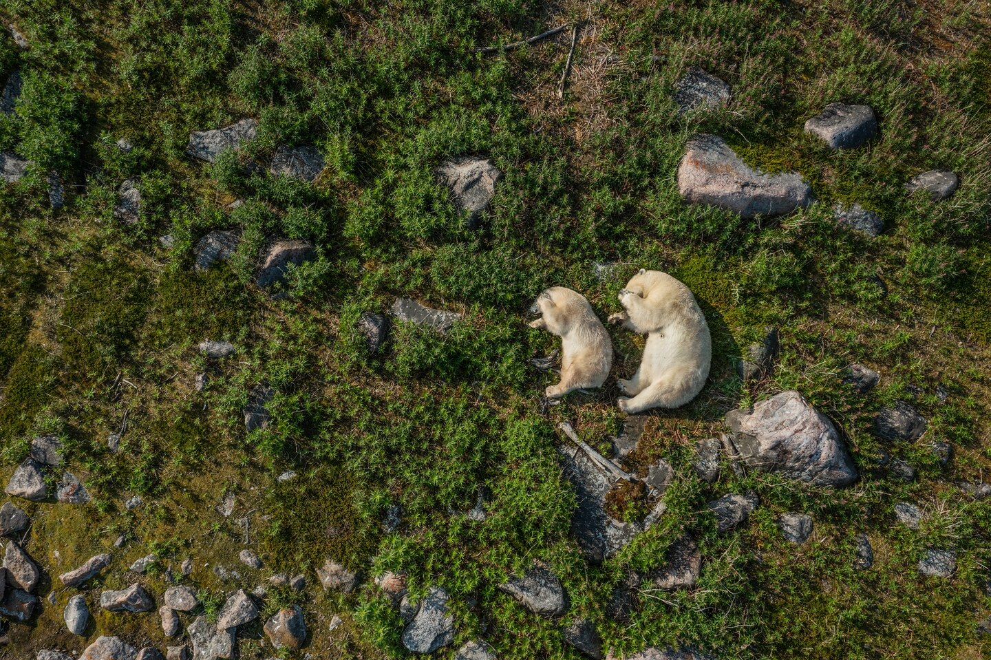 Athena lounges with her three-legged cub, Hercules. Gregus can’t say for sure how the limb was lost, but he suspects an encounter with wolves may be the cause. The bears’ den is in wolf territory.