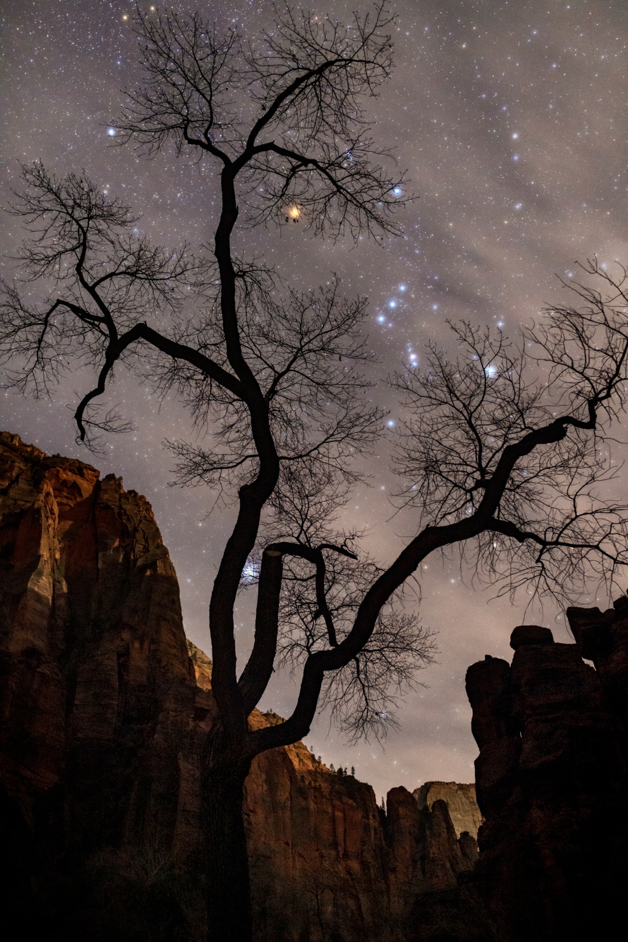 Silhouette of a leafless tree against a starry night sky, with rugged cliffs in the background