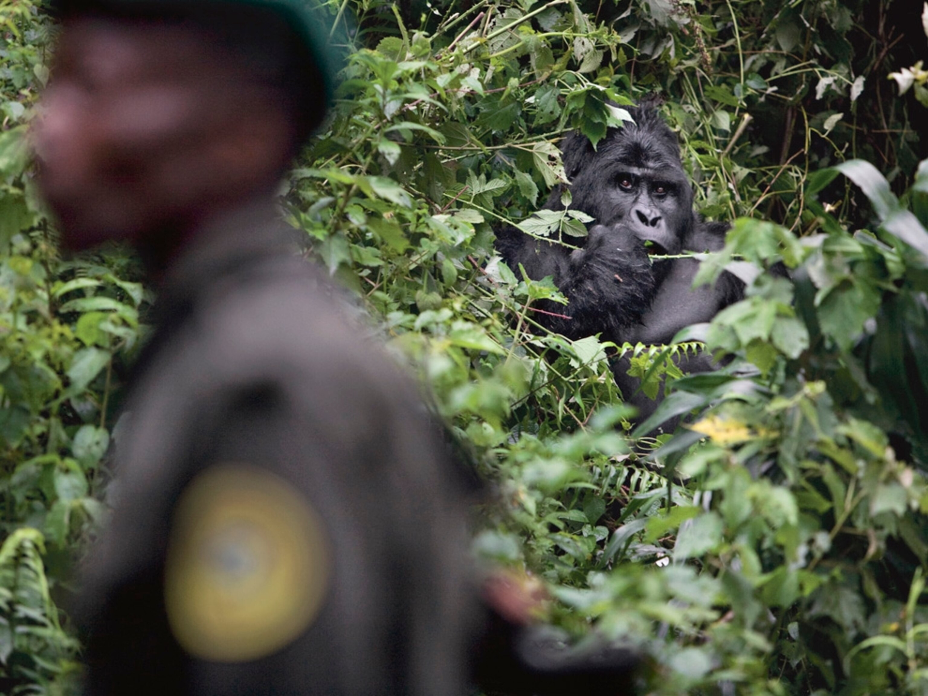 A mountain gorilla eyes a park ranger