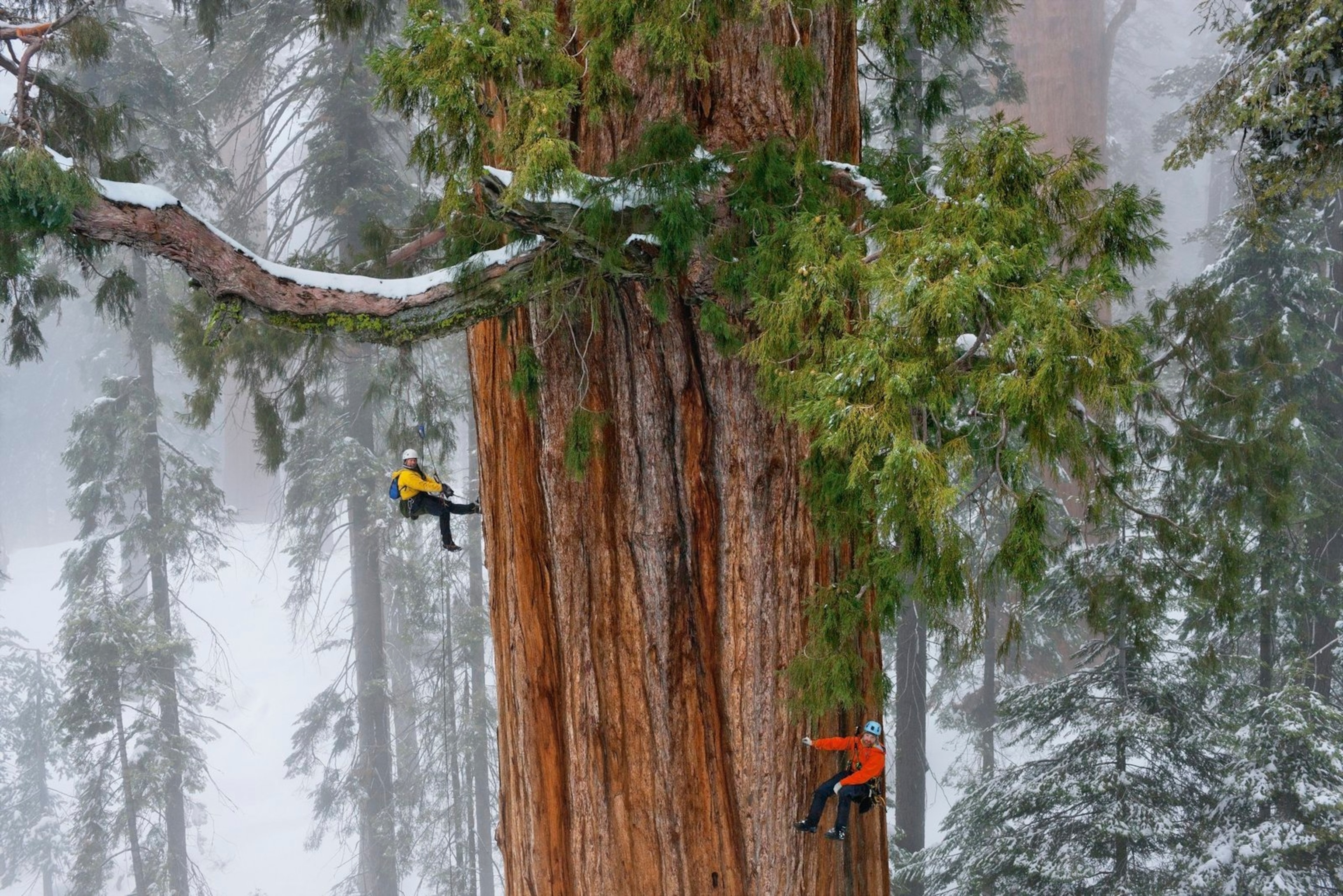 A team of scientists measure a giant sequoia.
