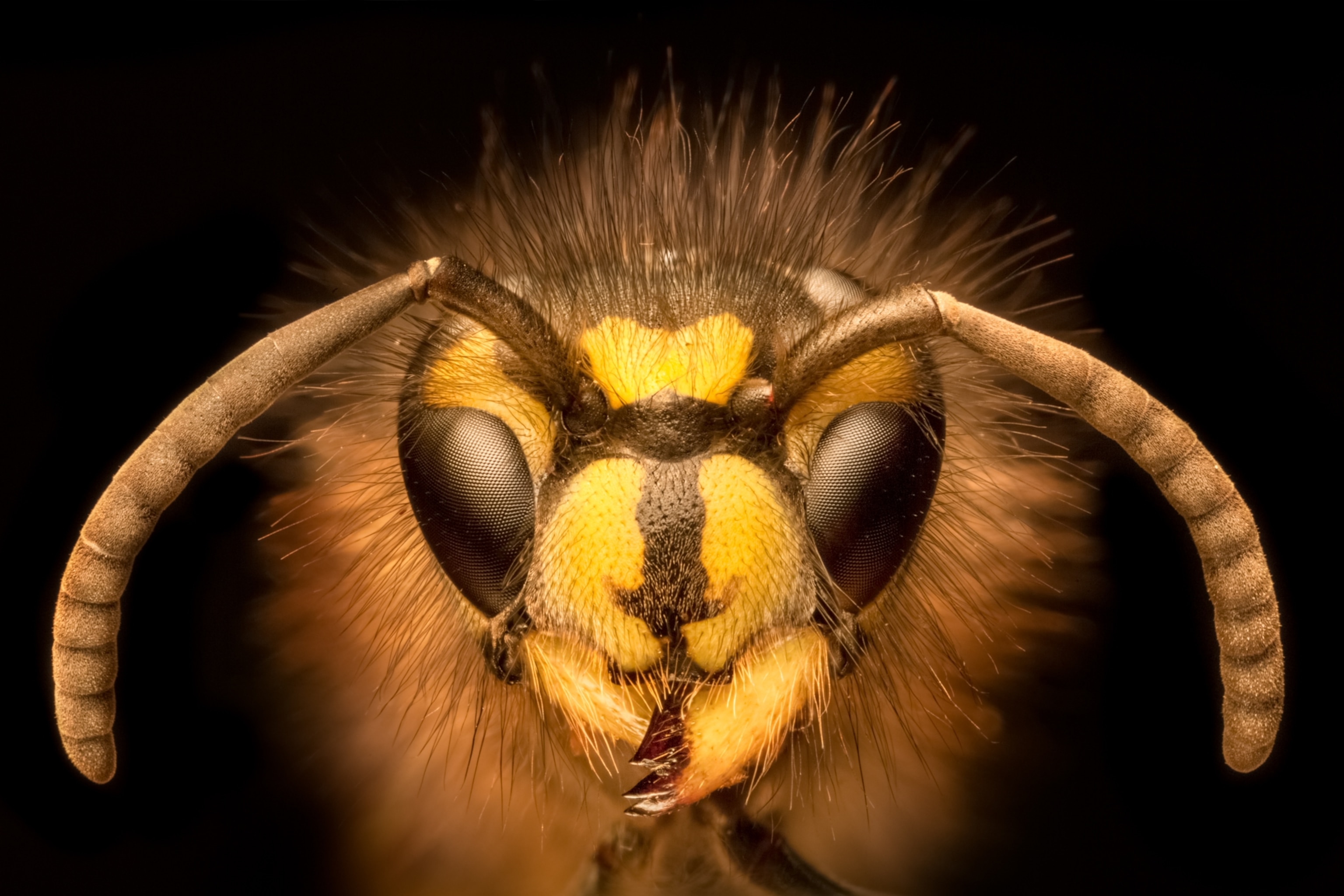 A macro view of a wasp face