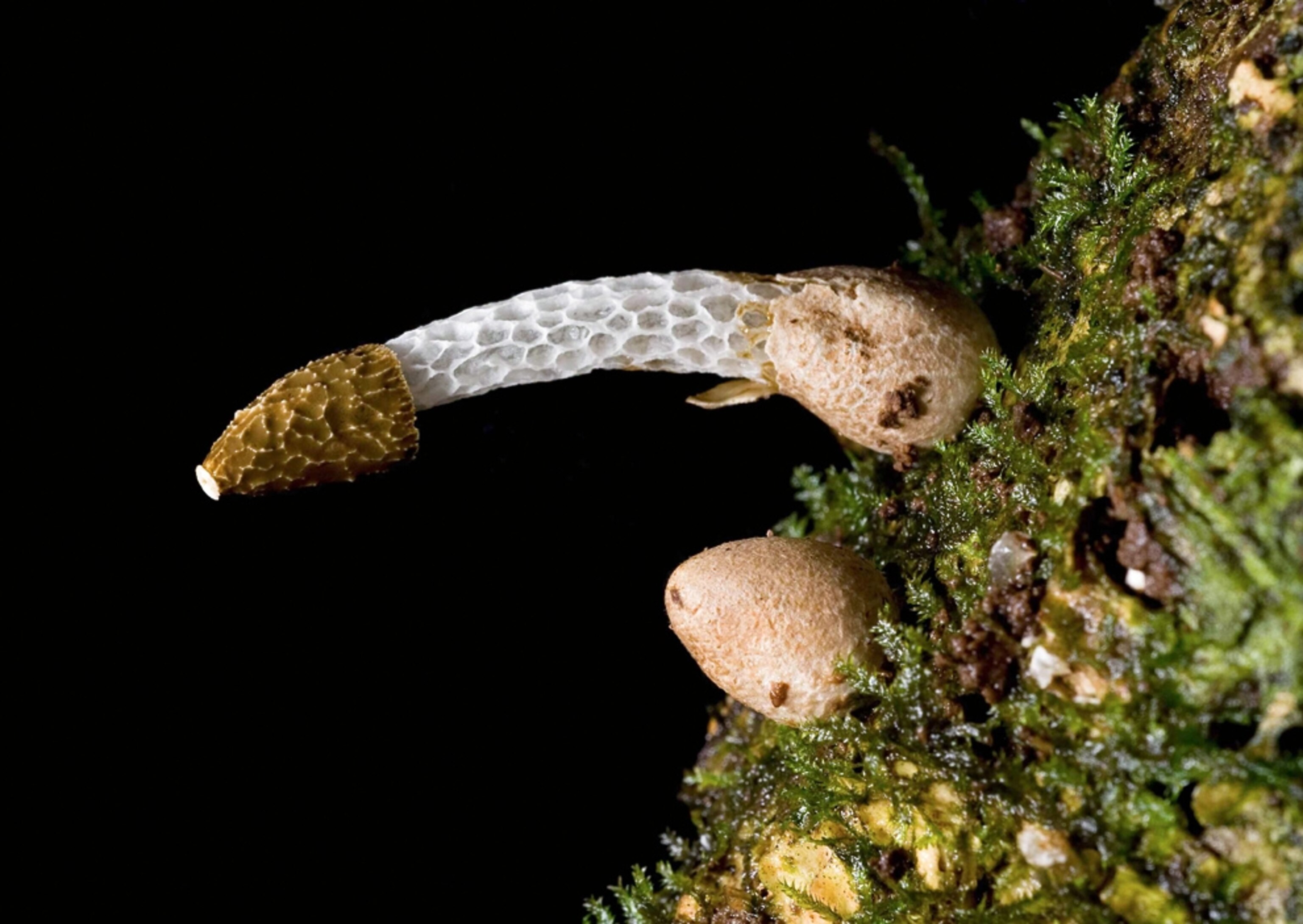 A phallic fungus grows horizontally from a mossy log, one of the top ten new species described in 2009.