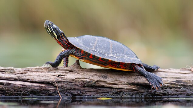 These Animals Breathe Through Their Butts To Survive Winter