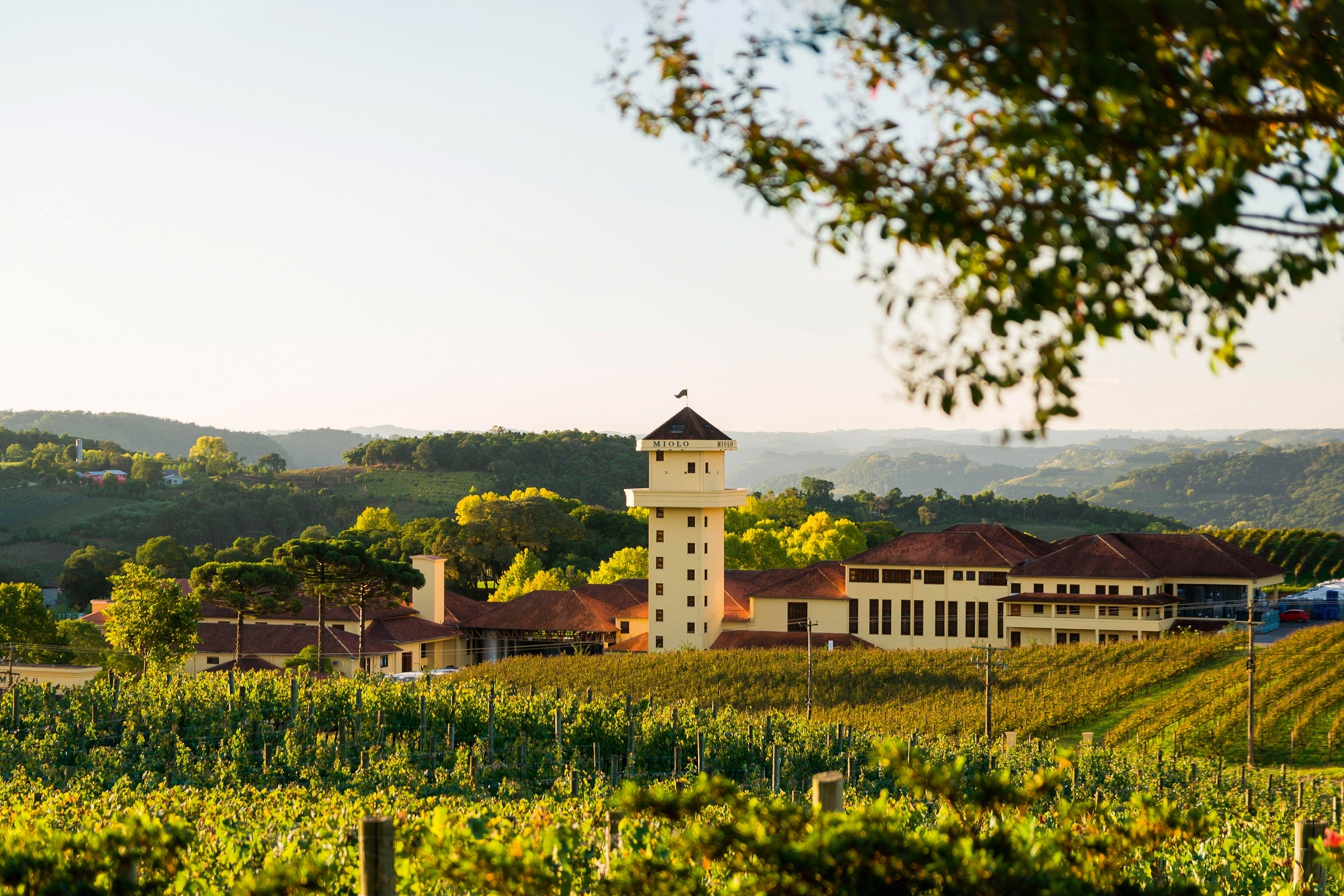 A vineyard with multiple rows on vines in front of a small tower building on a late summer afternoon.
