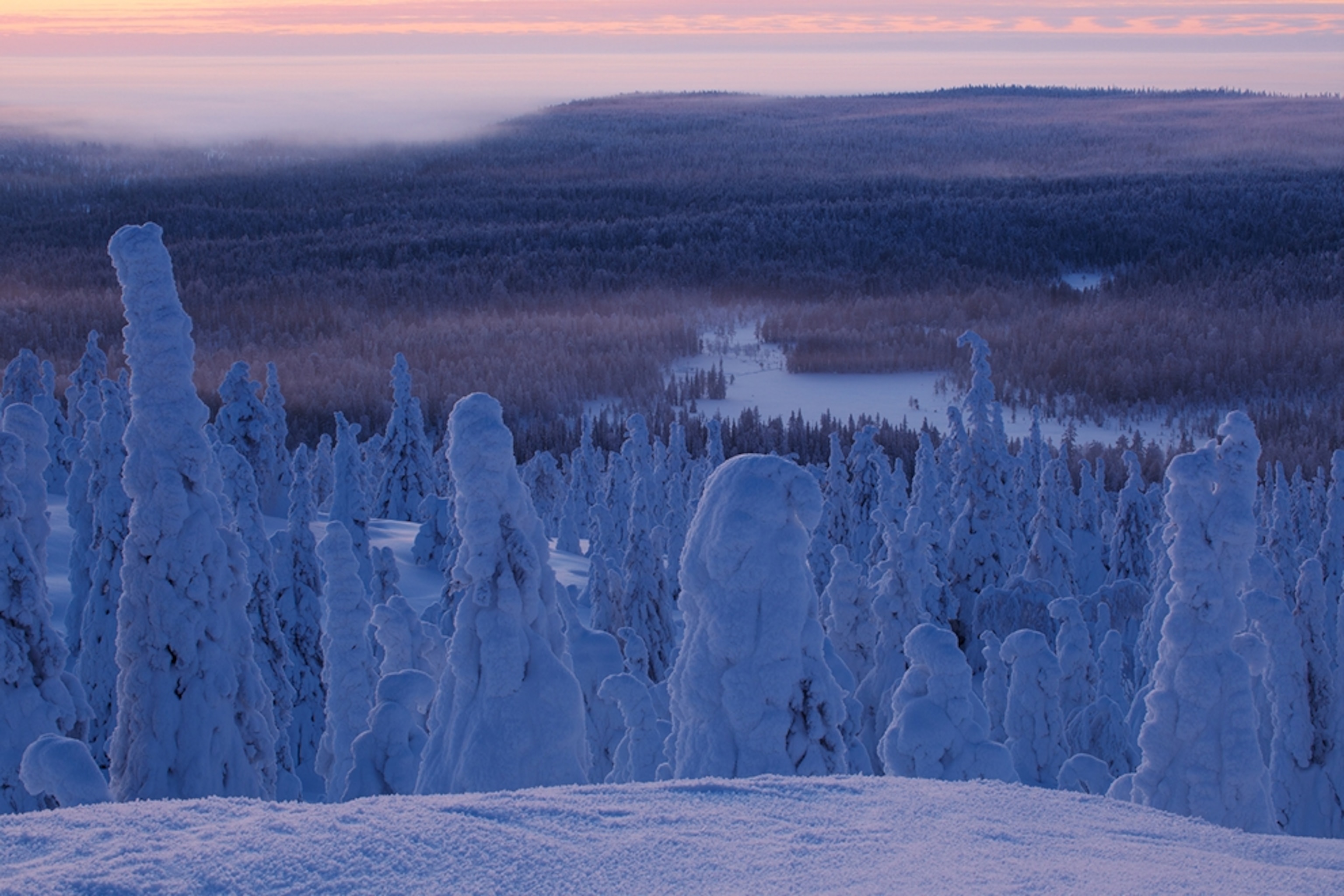 Trees covered in snow