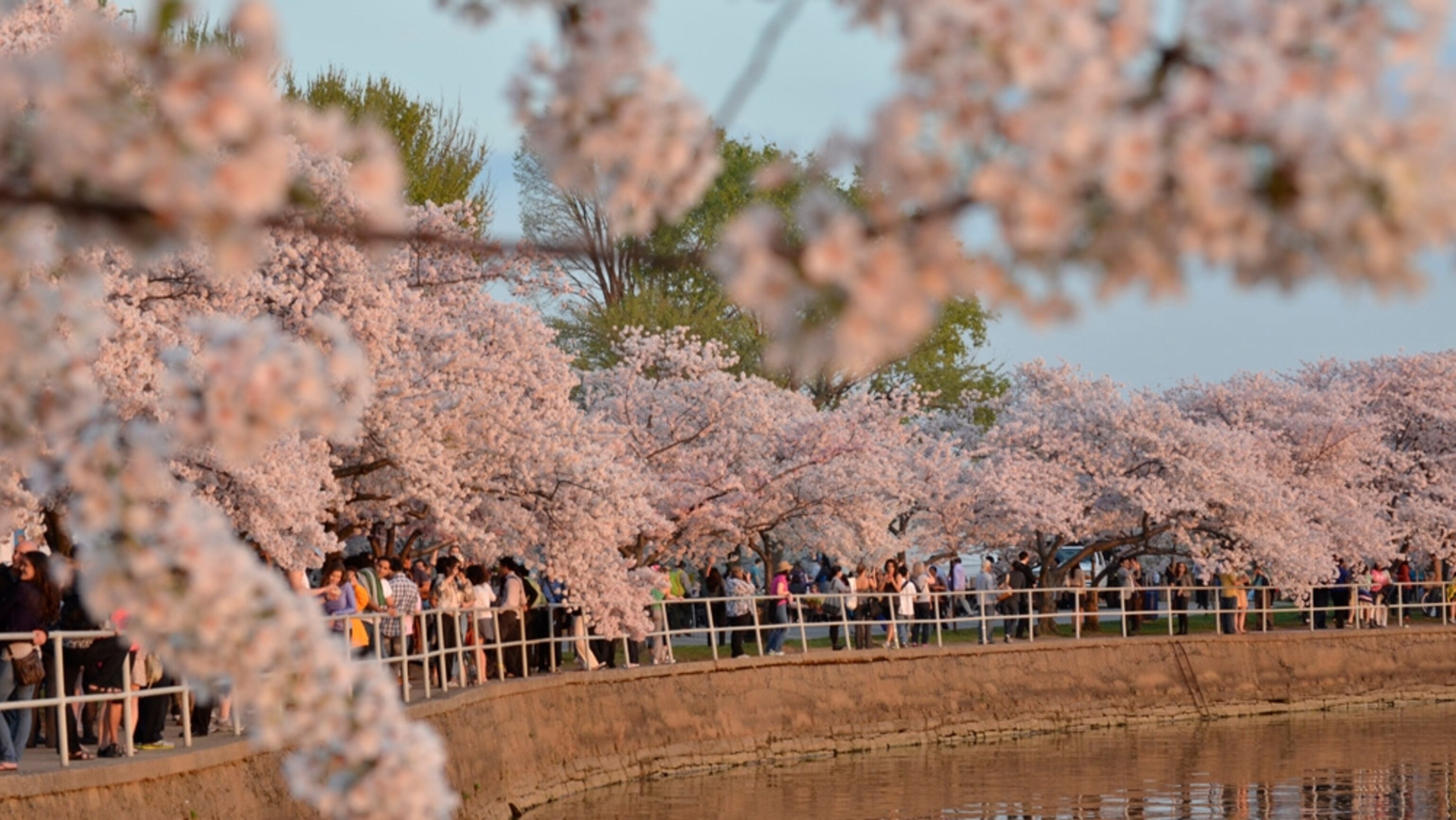 JPBLOSSOMS_16x9.jpg?w=1200