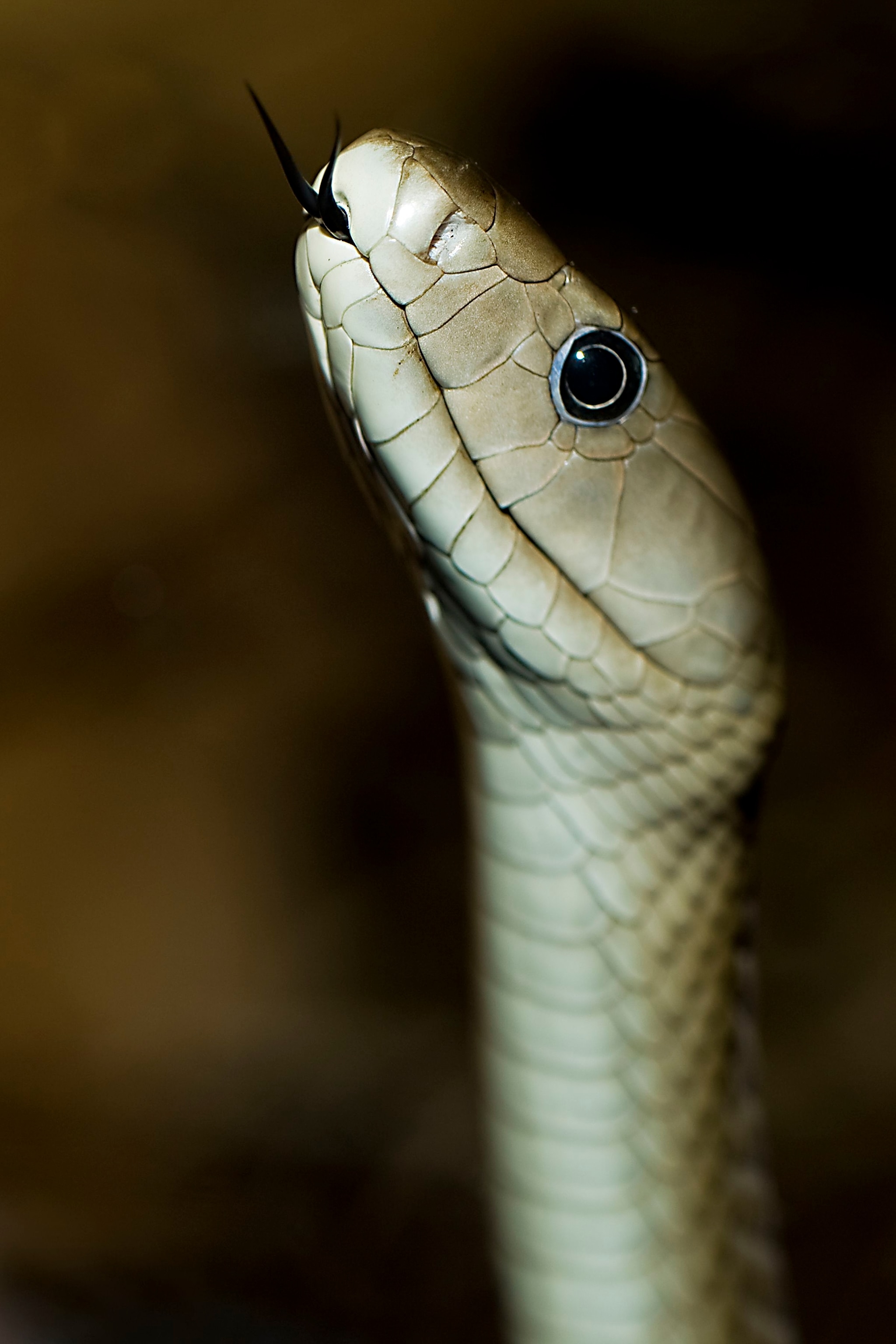 Black Mamba Facts And Photos