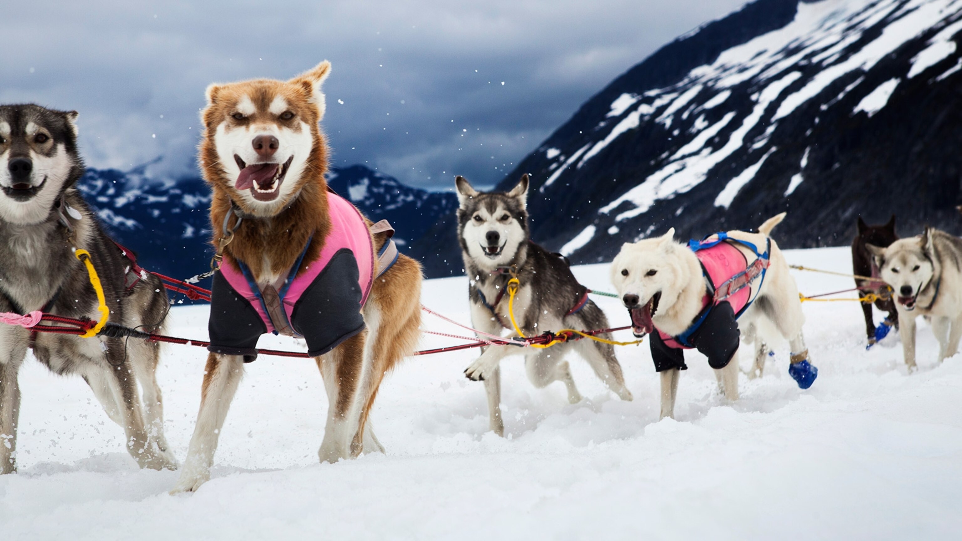 Katie Orlinsky on Mushing in the Dog Days of Summer | National