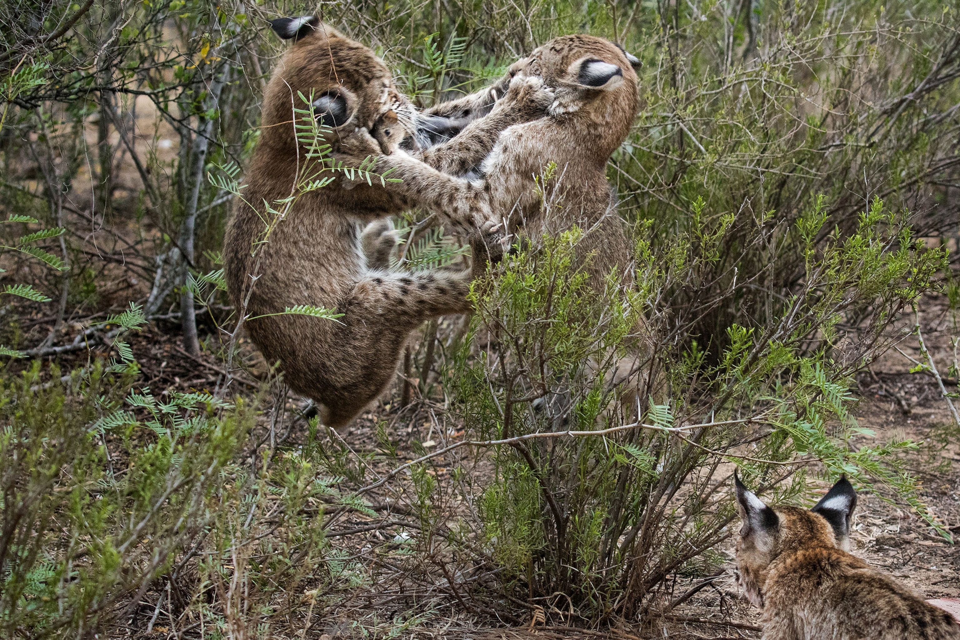 a bobcat family on a ranch
