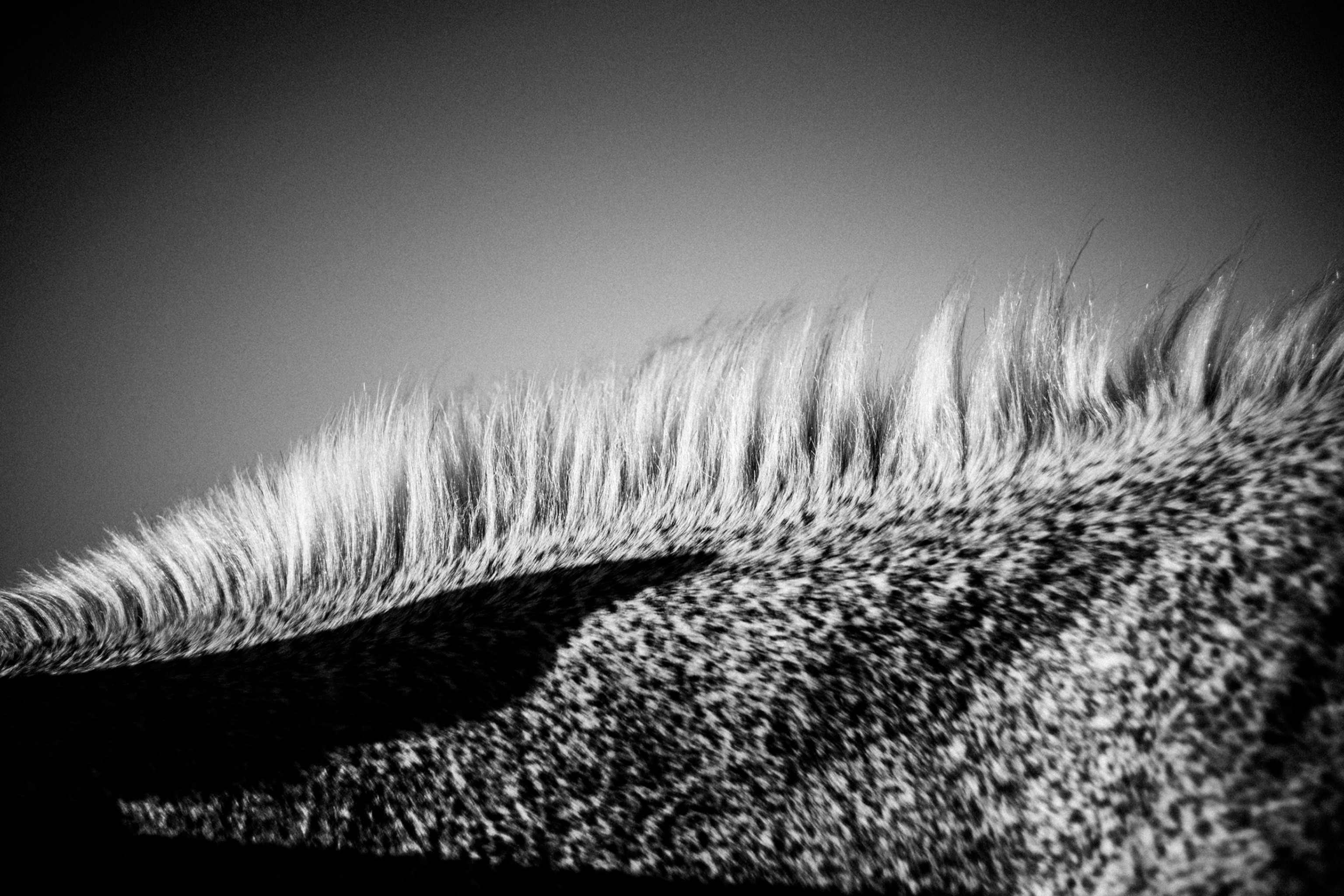 A close up of a horses mane