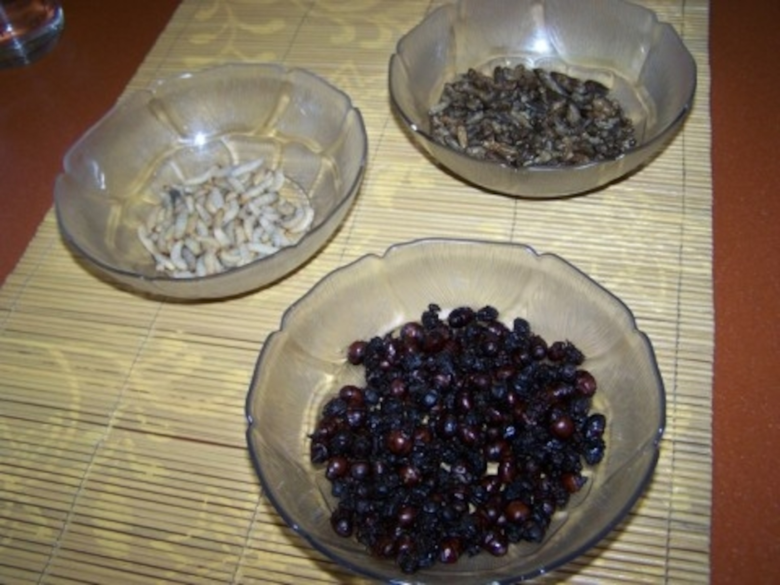 ants, crickets and mealworms