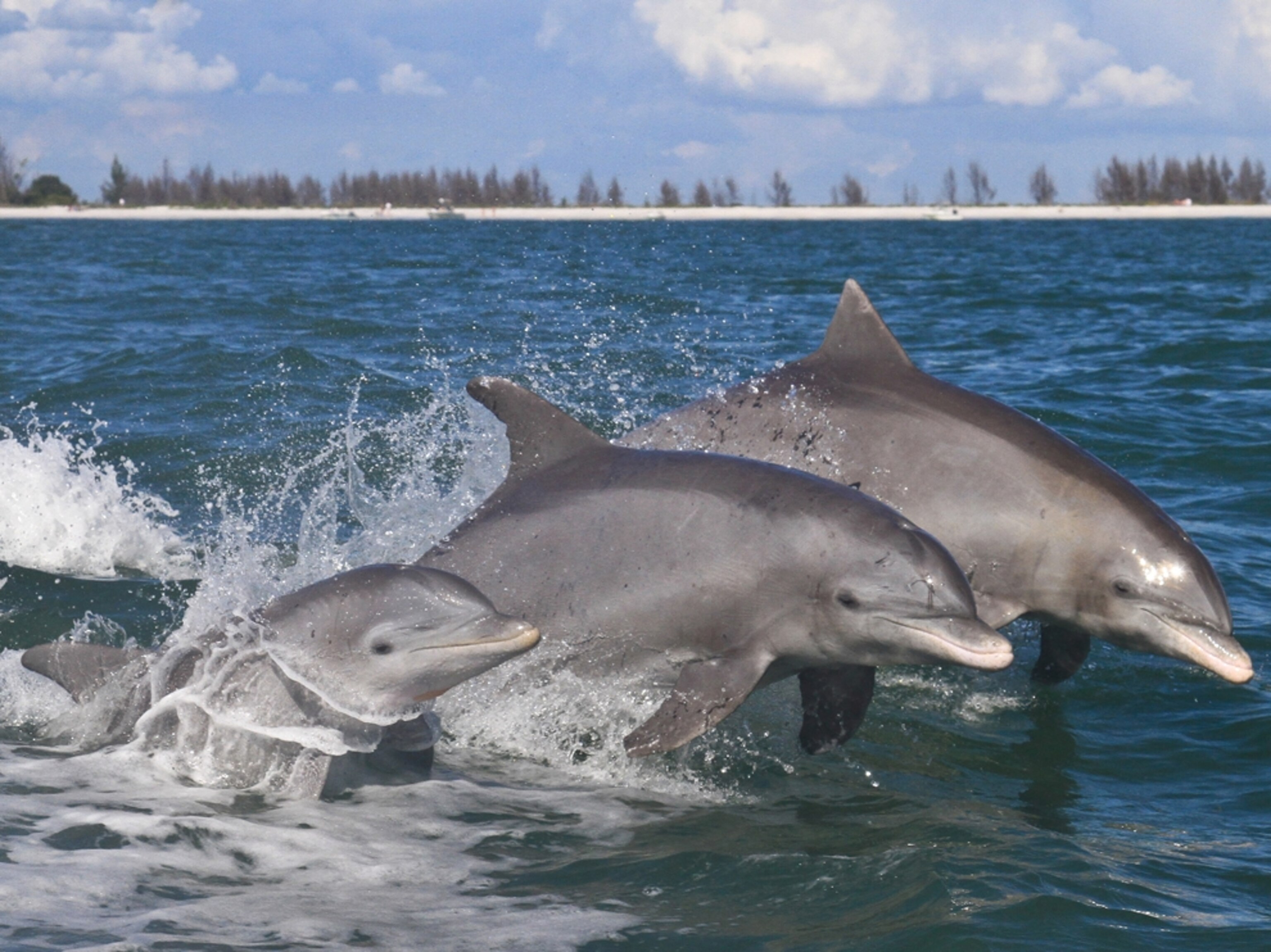 three bottlenose dolphins swimming off Sanibel Island, Florida