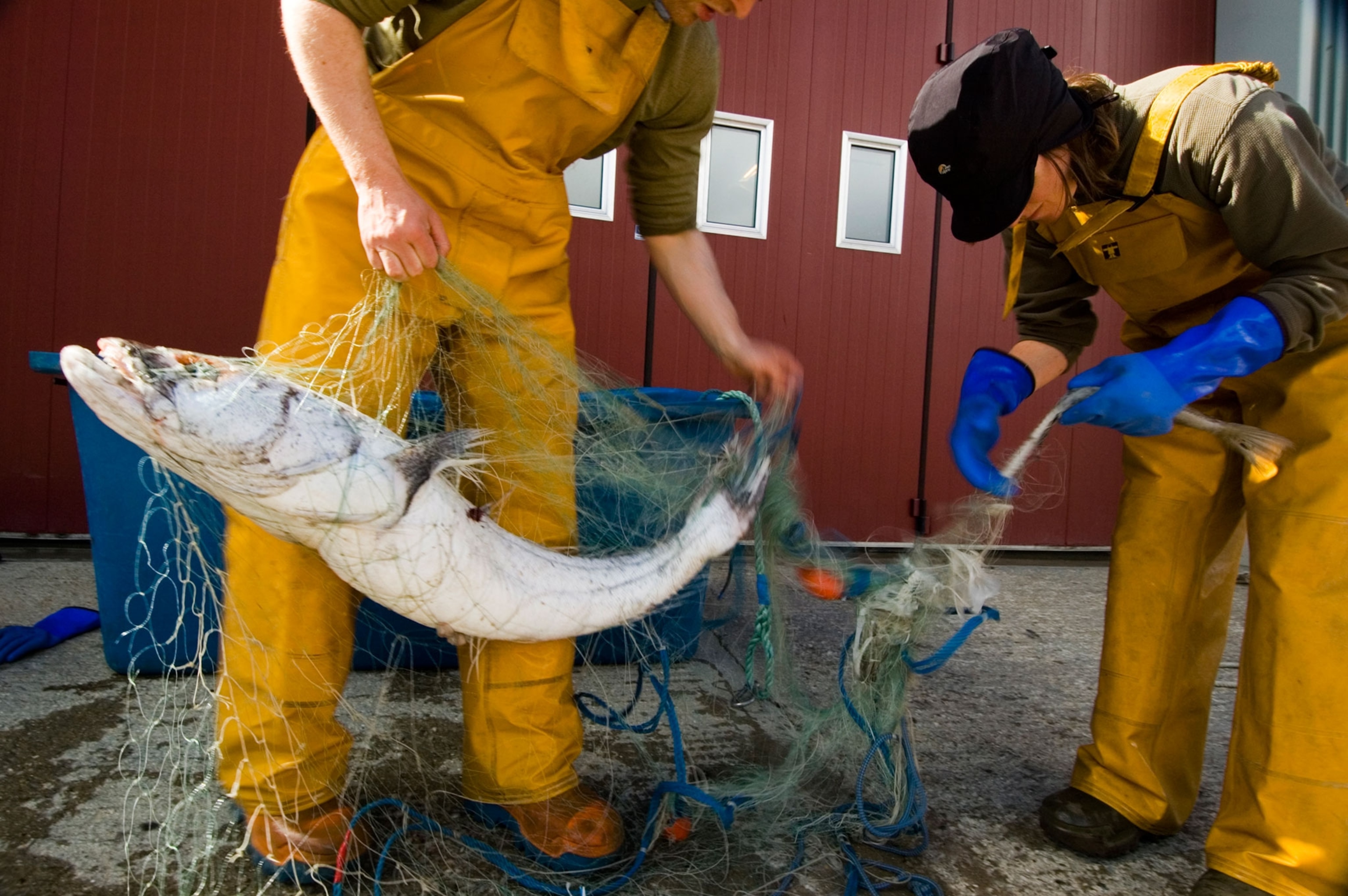 scientists removing Patagonian toothfish from a fishing net