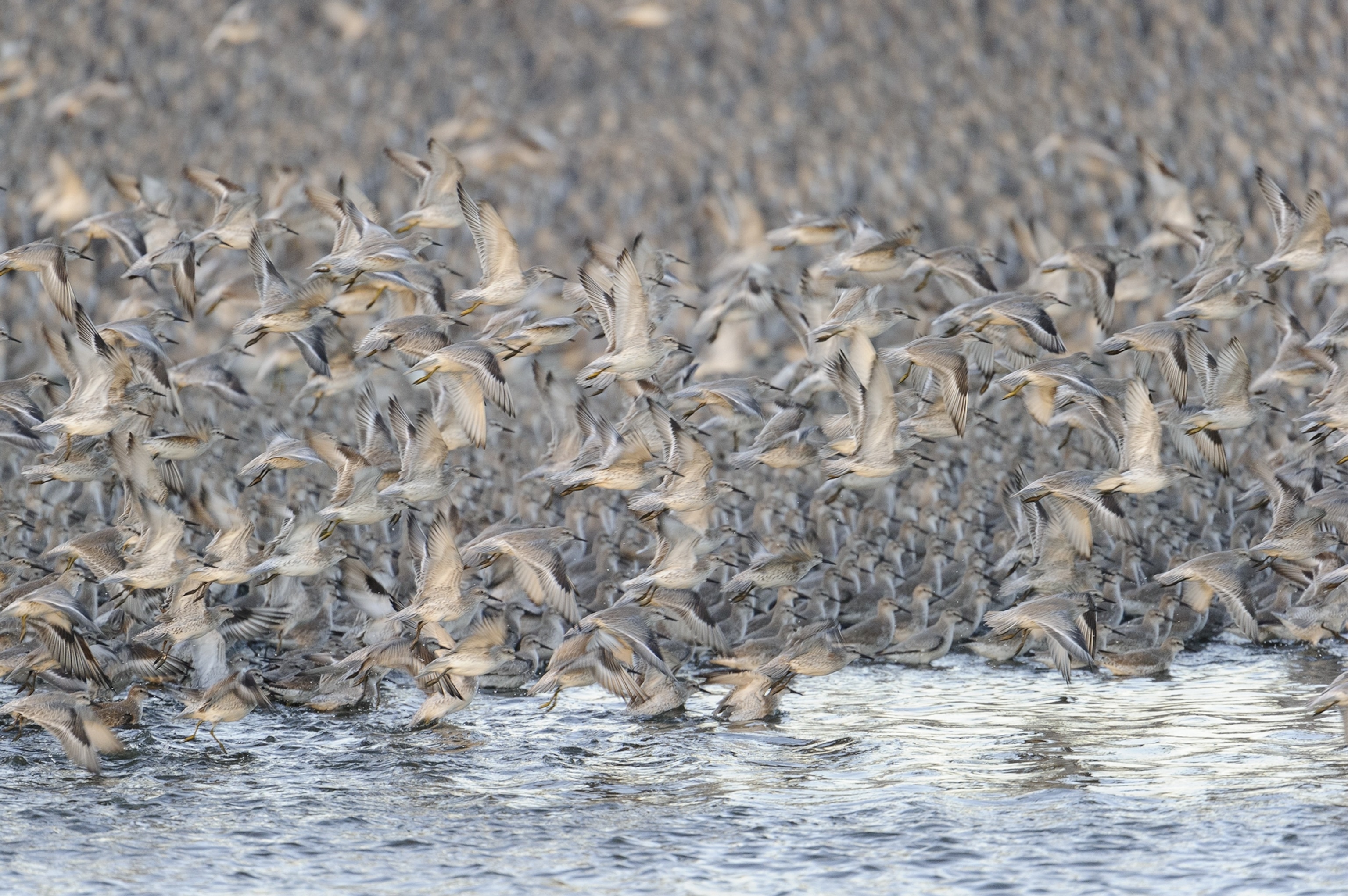 a Madagascar Fish Eagle with a fish.