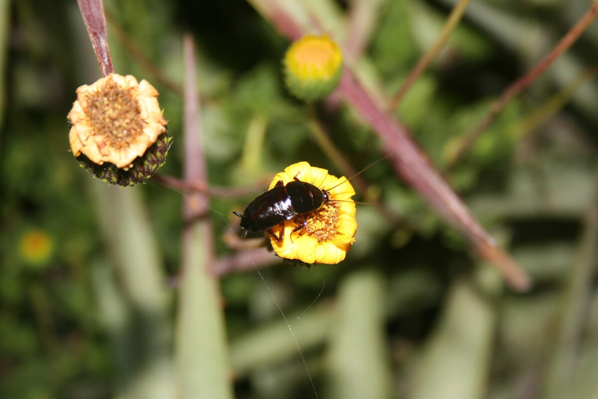 This Cockroach May Pollinate Flowers—Extremely Rare Find