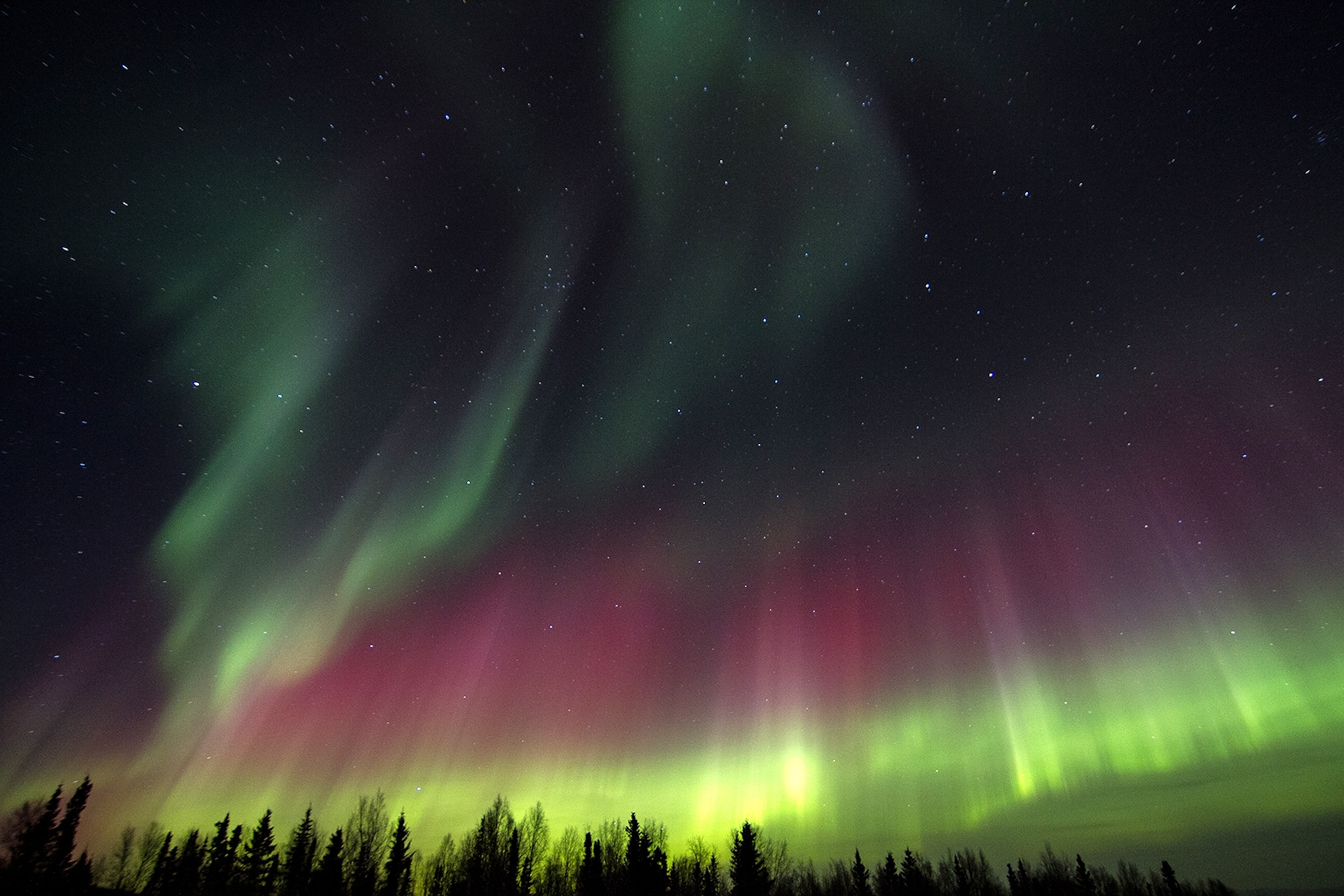 the aurora borealis over the forests of Alaska