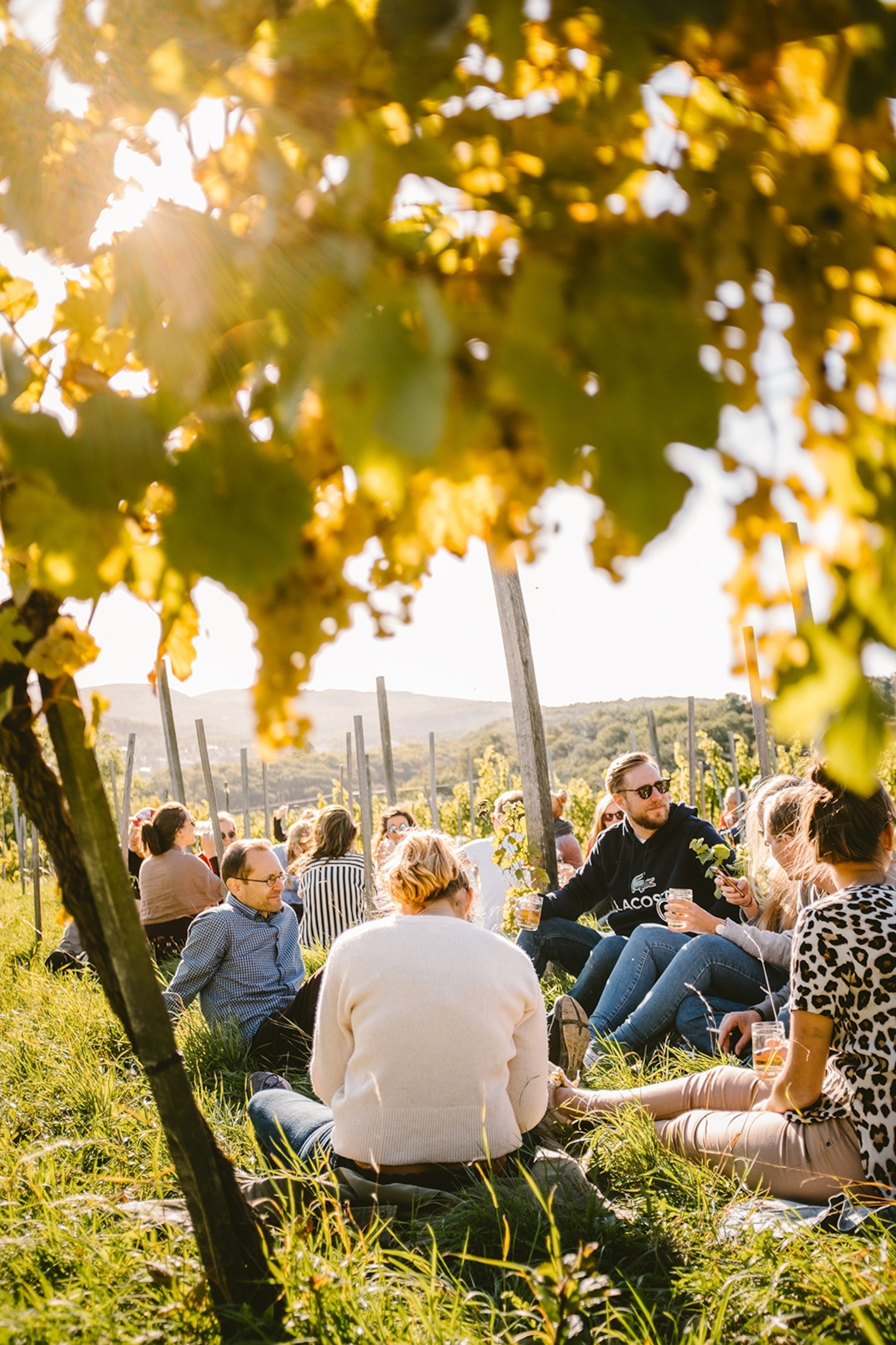 A group of people sitting at the top of a vineyard hill, sipping wine in the sunshine with views over Vienna.