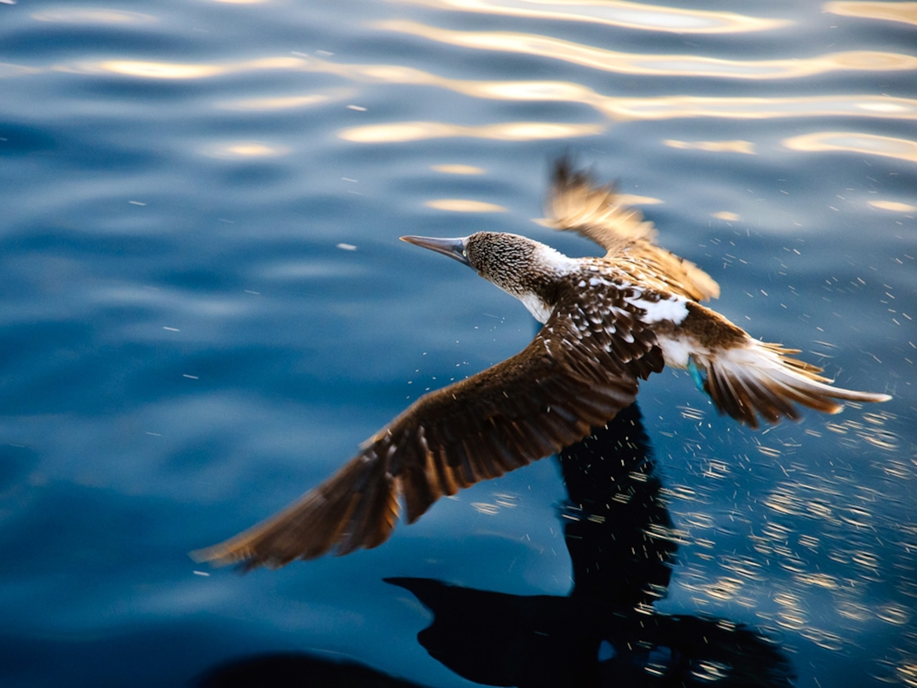 Blue-footed booby in flight