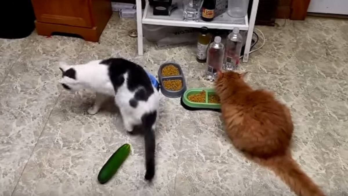 Why These Scaredy Cats Are Absolutely Terrified of Cucumbers - ABC