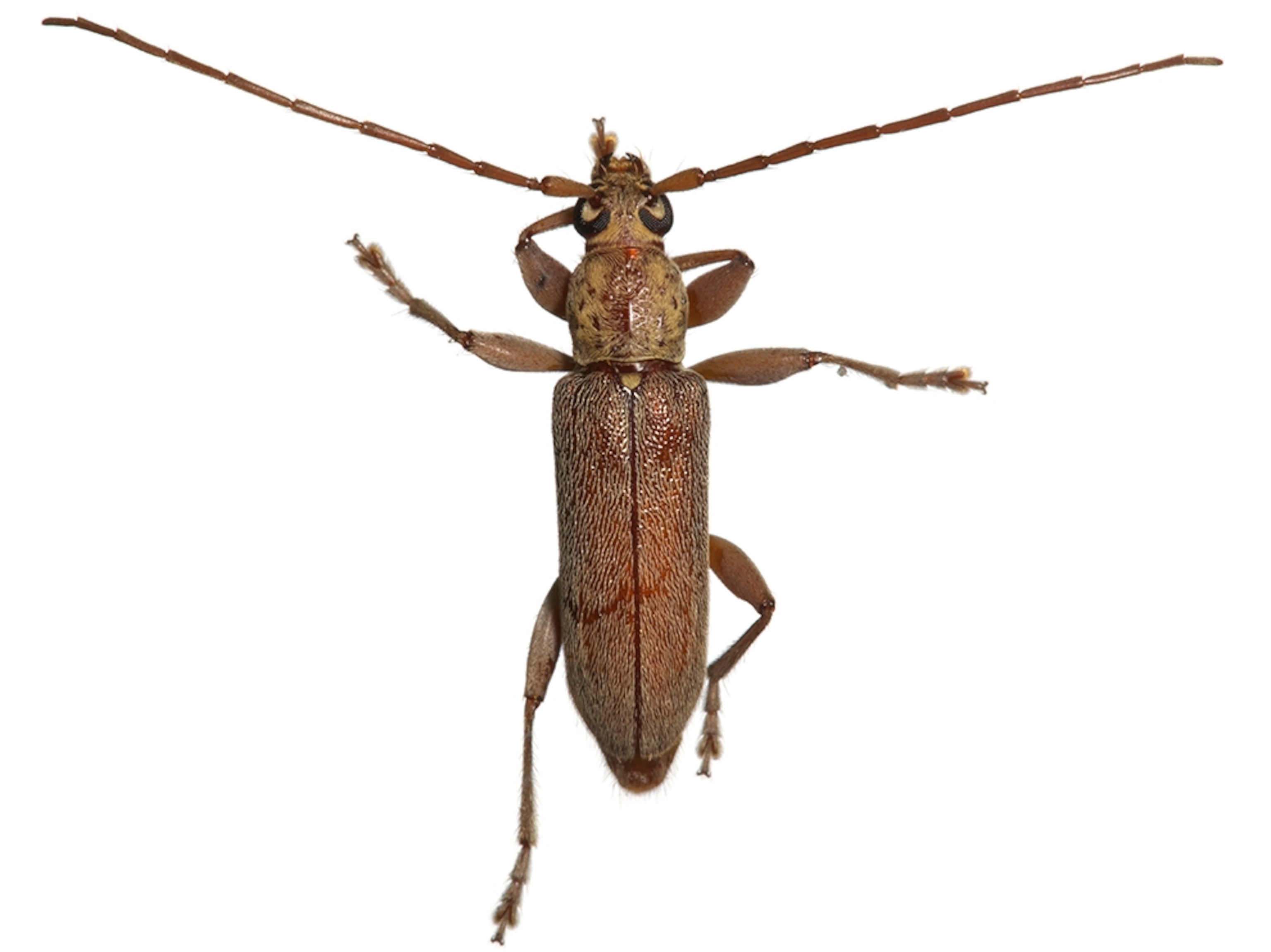 Common Name: longhorned beetle, Scientific Name: Ceresium unicolor, Magnification: 1x,