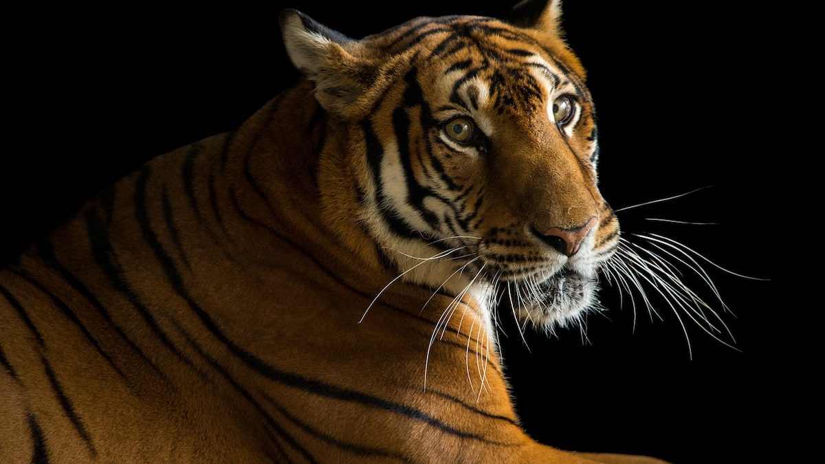 Define critically endangered picture