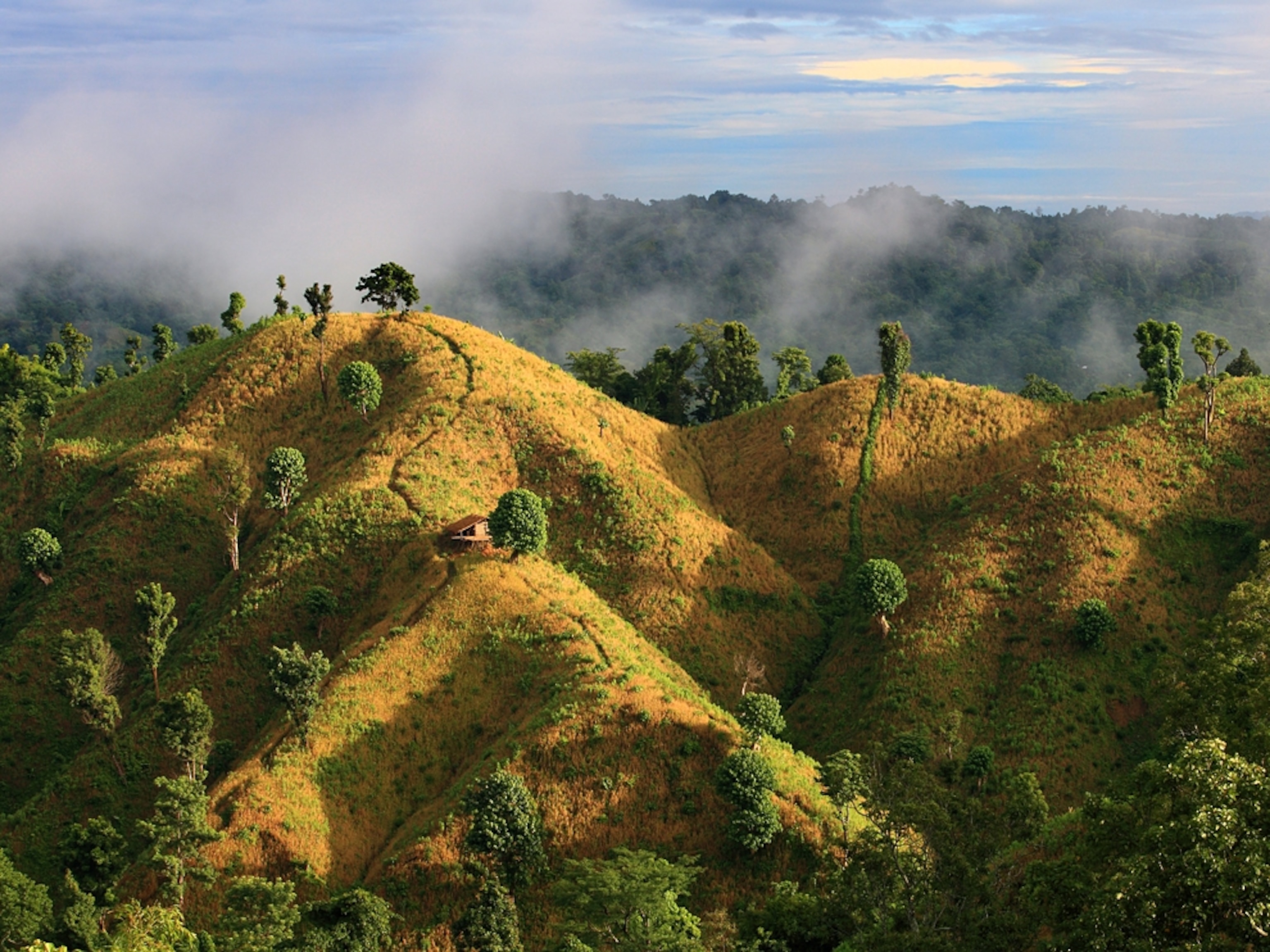 The sun rises on rice fields