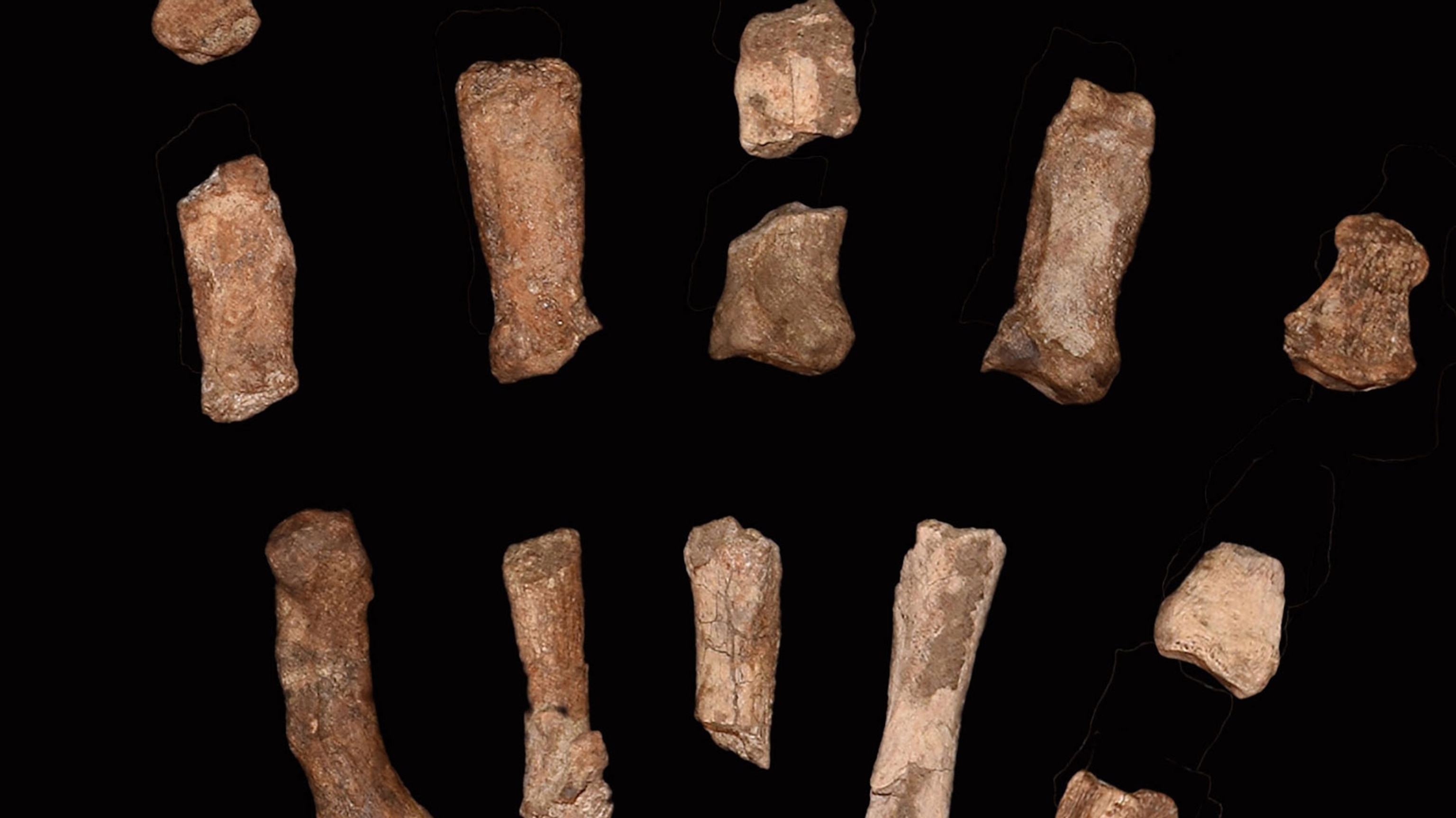 Discovery of fossilized hand may unlock a 1.5-million-year-old mystery