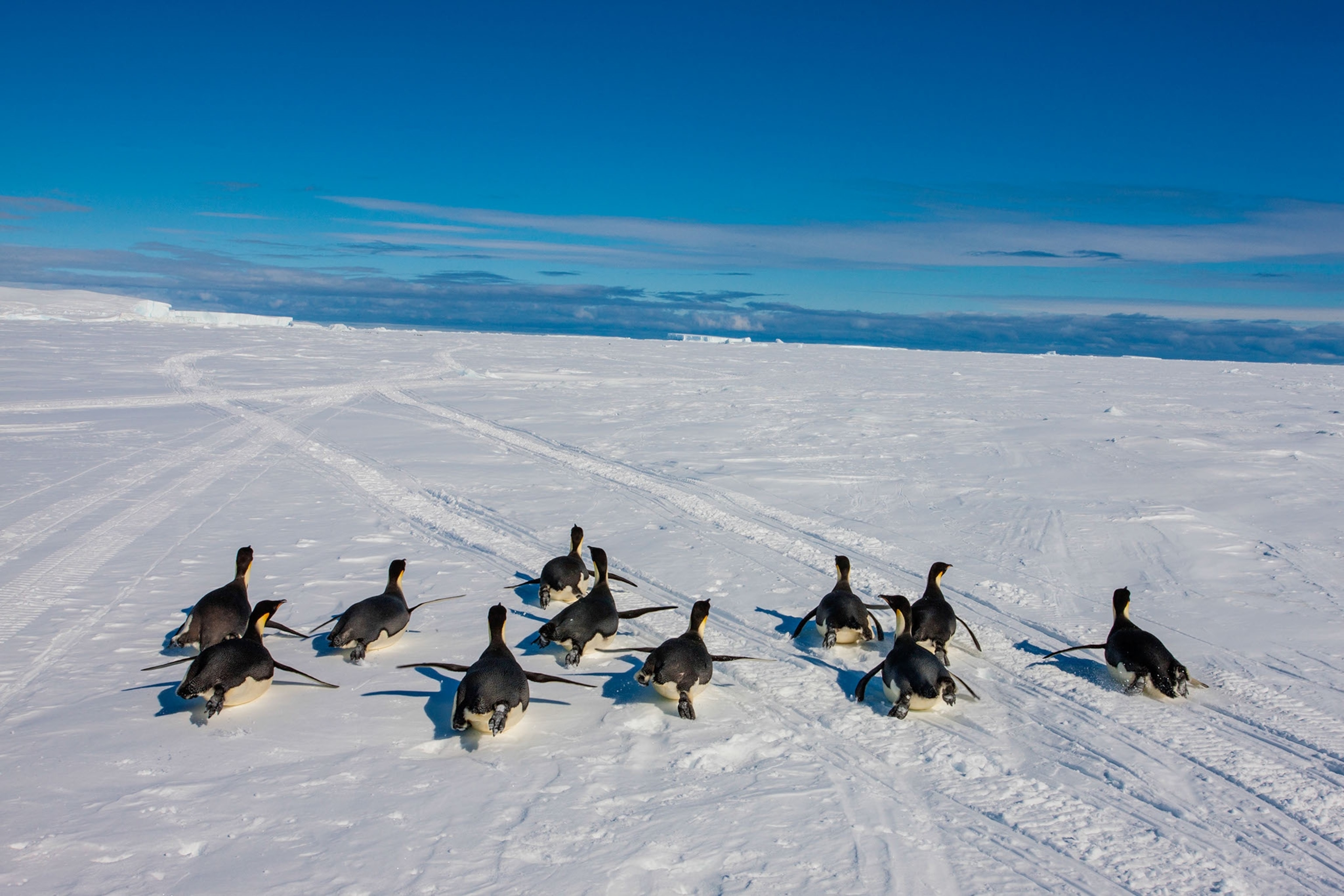 penguins sliding on snow