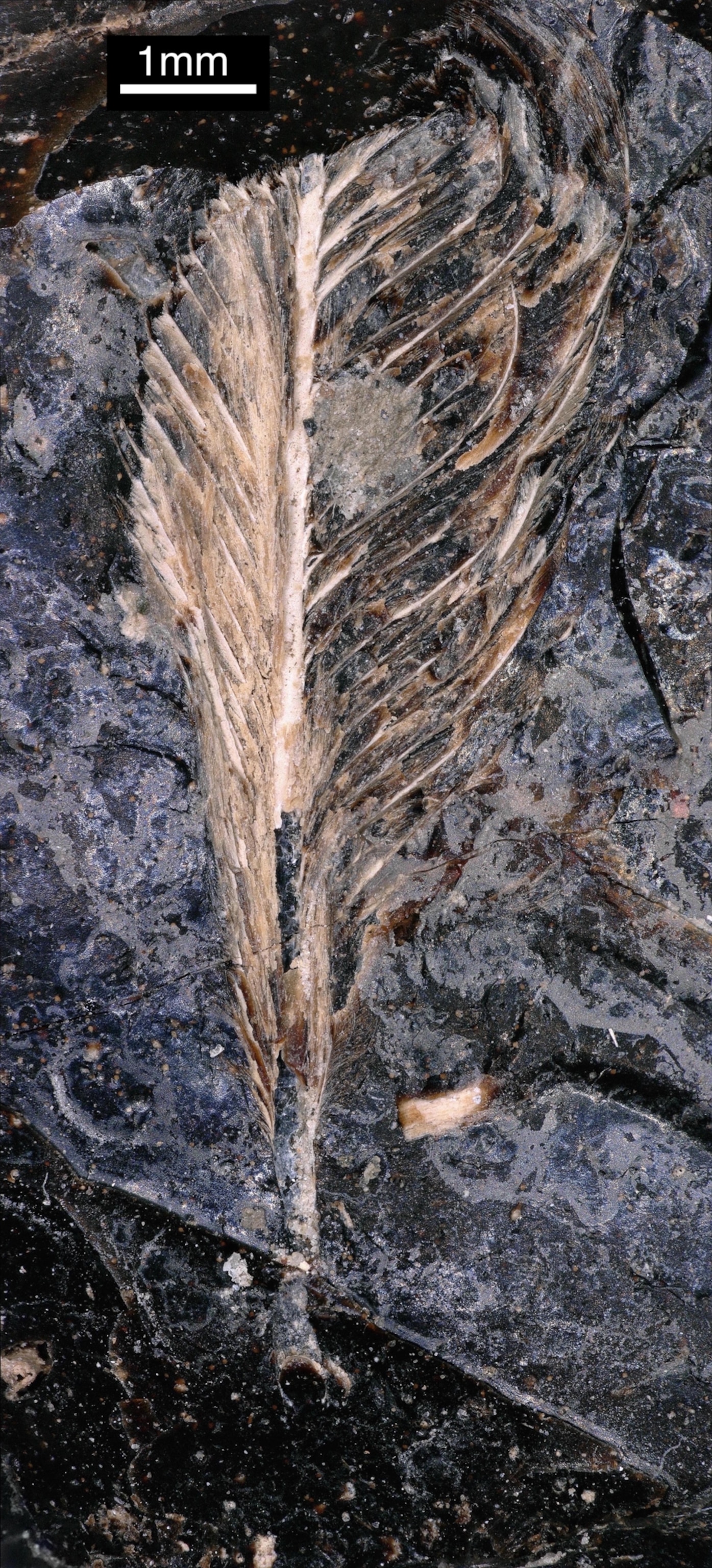 A fossilized feather preserved in dark rock, shown under magnification with a scale bar indicating a length of 1 millimeter.