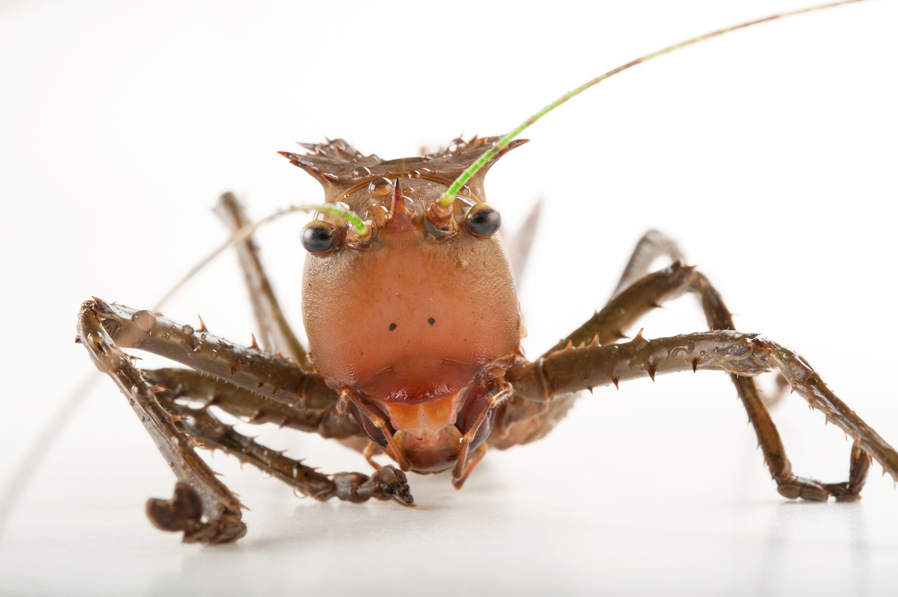 a dragon-headed katydid taken at the Henry Doorly Zoo