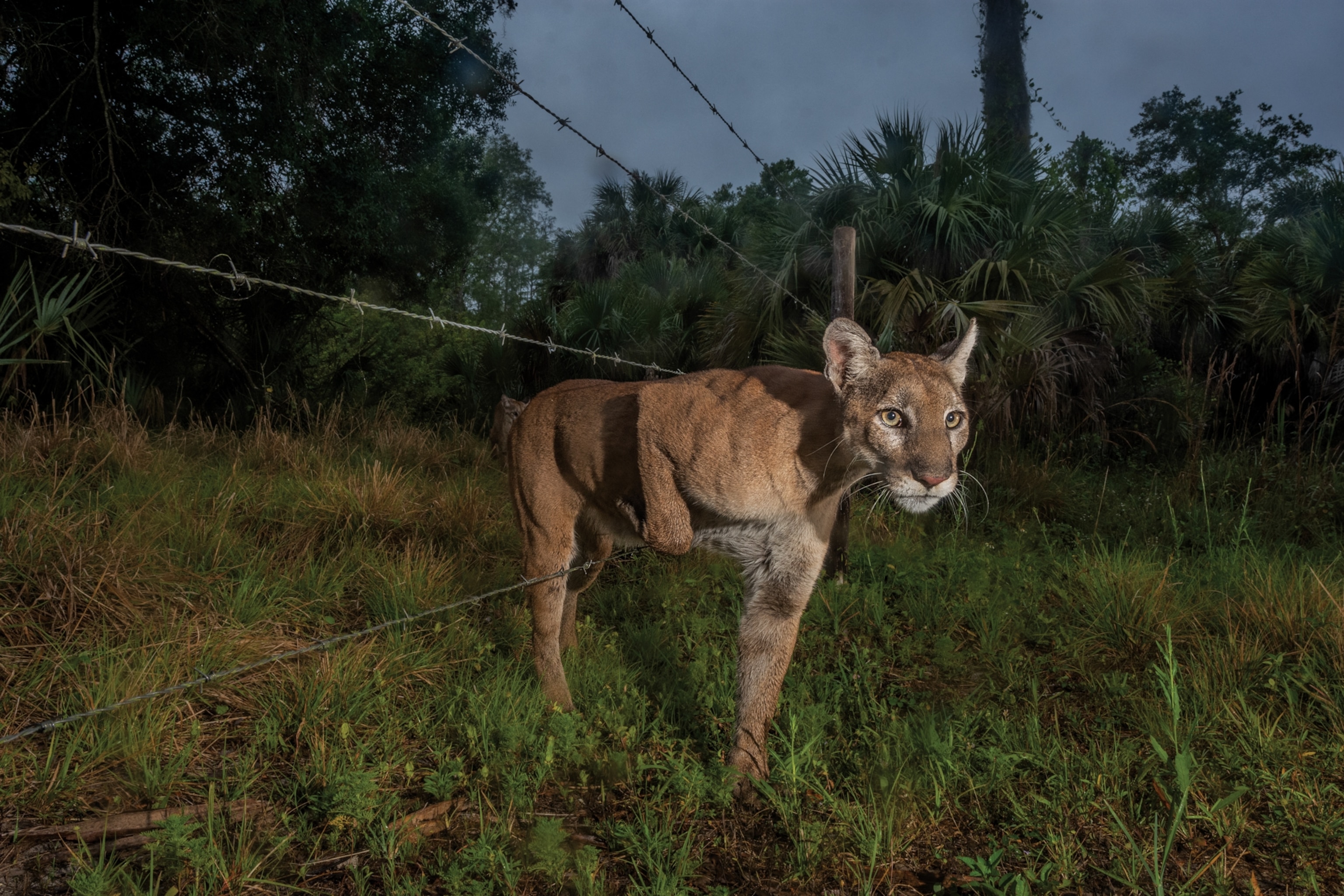 A Florida panther gracefully navigates under a barbed wire fence, surrounded by dense foliage in a dimly lit, forested area.