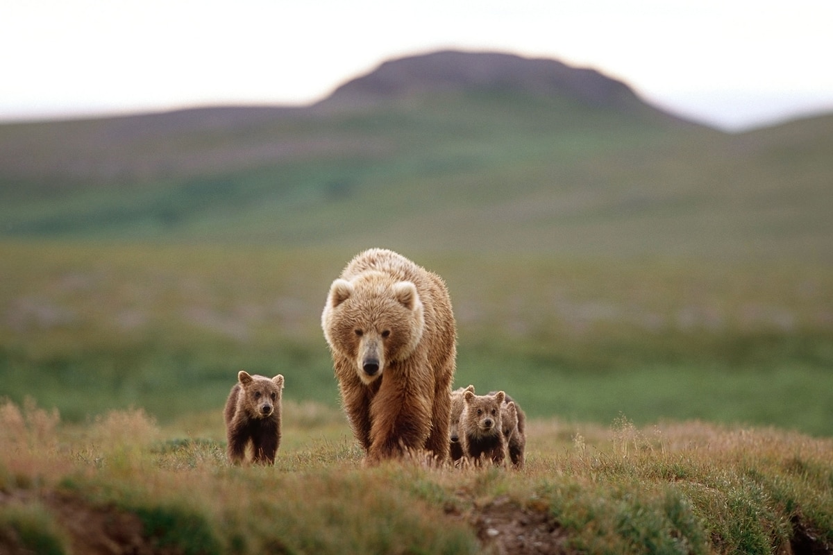Brown Bears Use 'Human Shield' to Protect Their Cubs