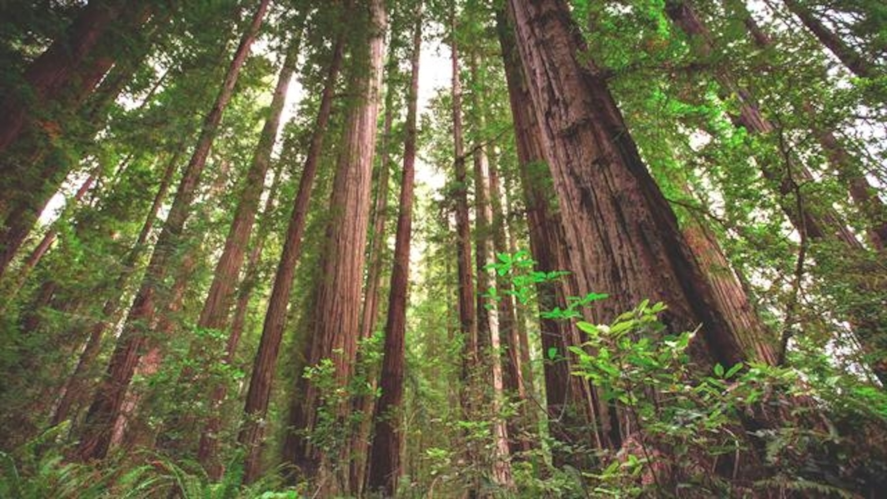 Related: experience the magic of redwoods