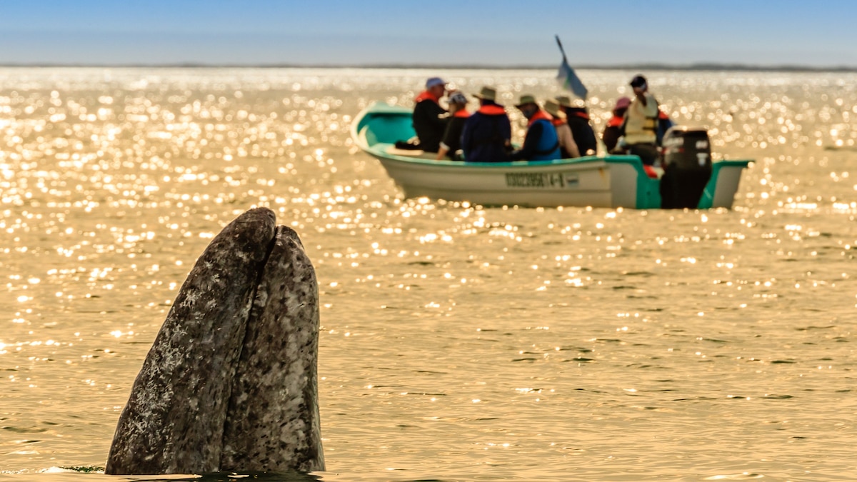Looking for whales-and awe-through Baja California