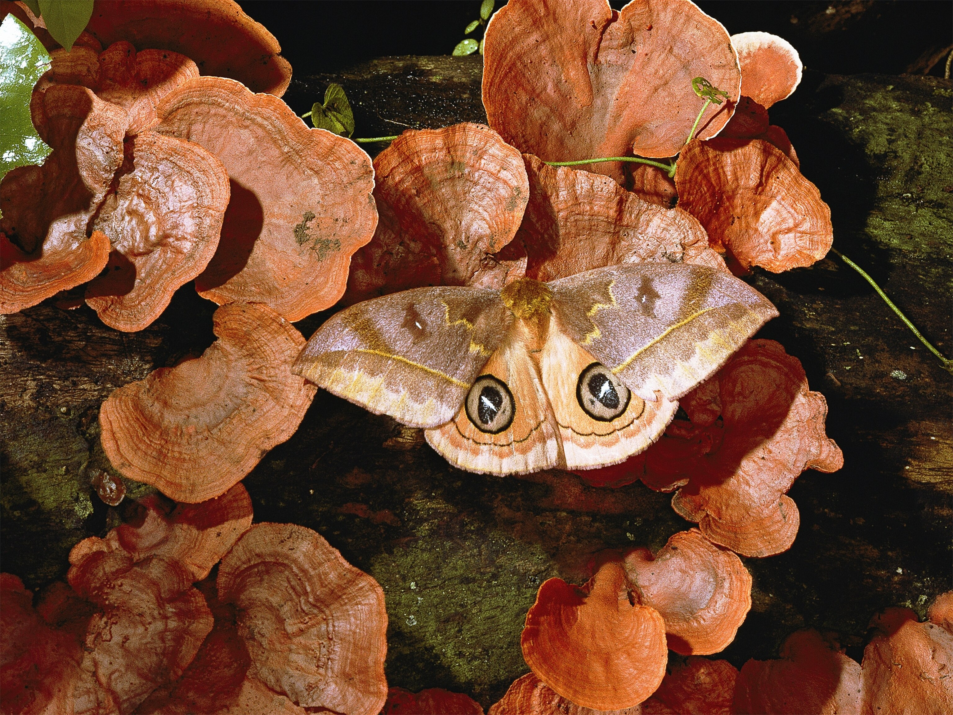 Panama insect picture: a camouflaged moth perching on blanket fungi