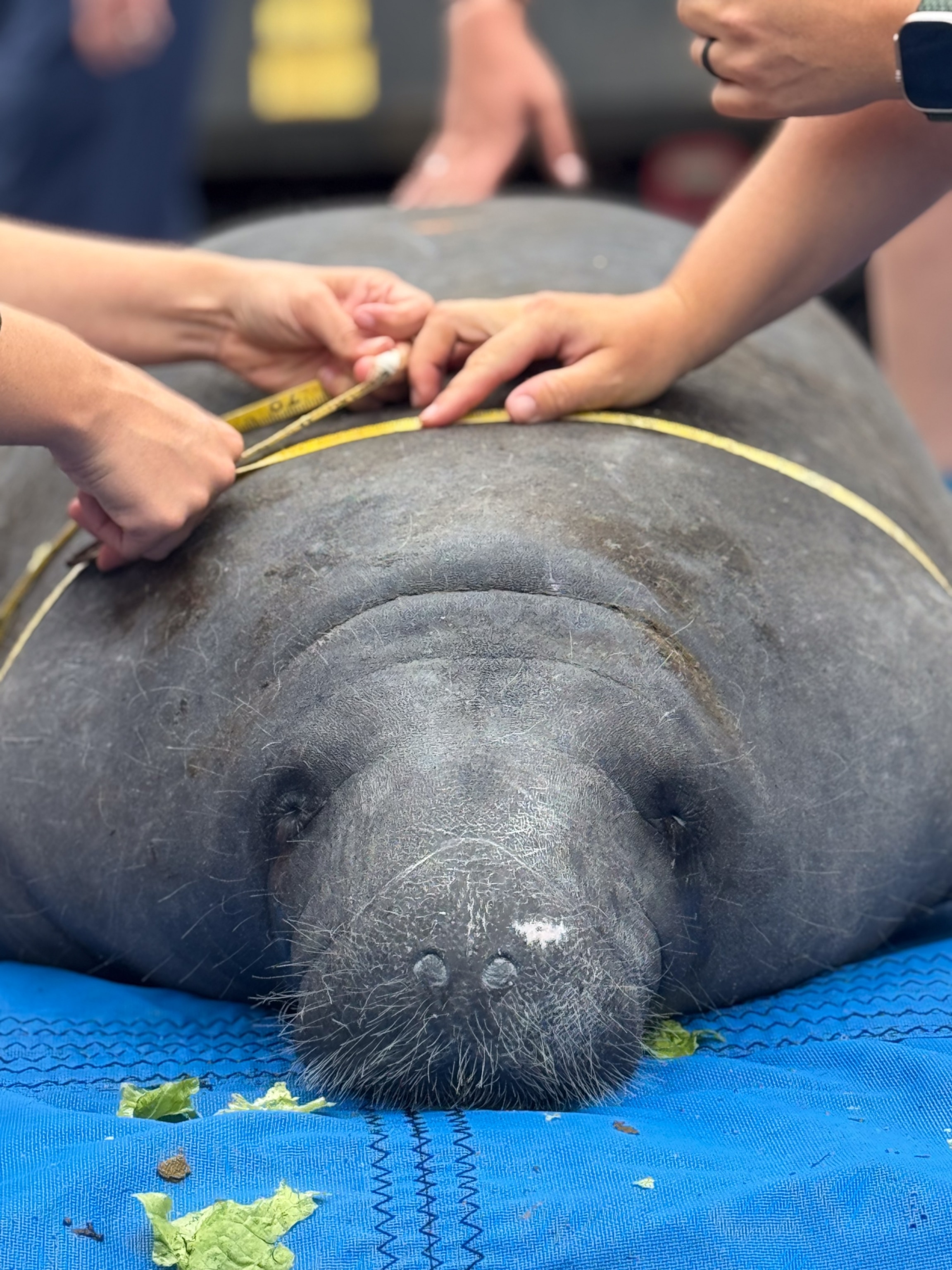 A manatee lies on a blue mat while multiple hands measure its girth with a yellow tape measure. Lettuce leaves are scattered nearby.