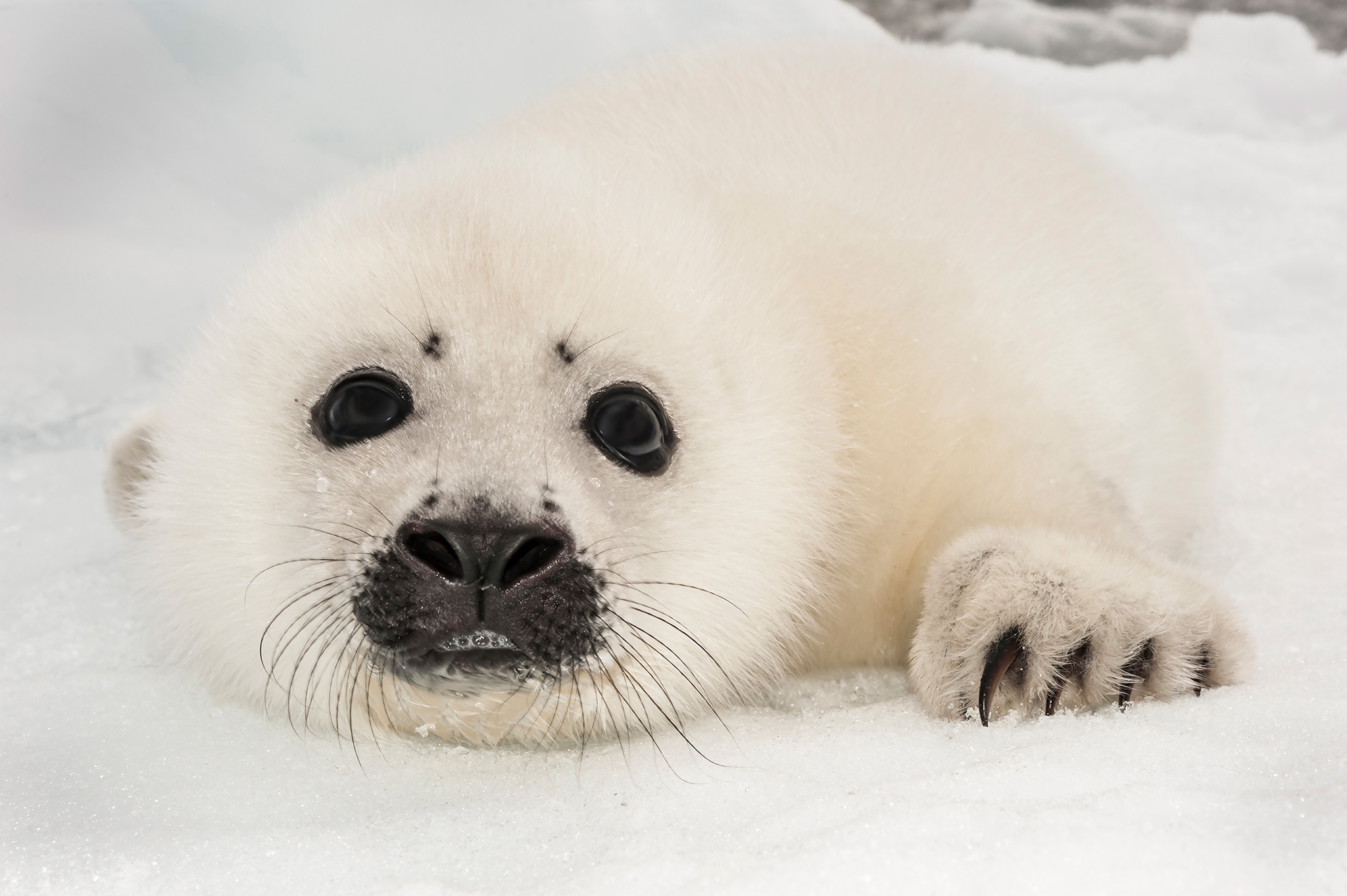White Fluffy Seals Wild Republic Cuddlekins Mini Harp Seal Pup Stuffed White Fluffy Seals Wild Republic Cuddlekins Mini Harp Seal Pup Stuffed