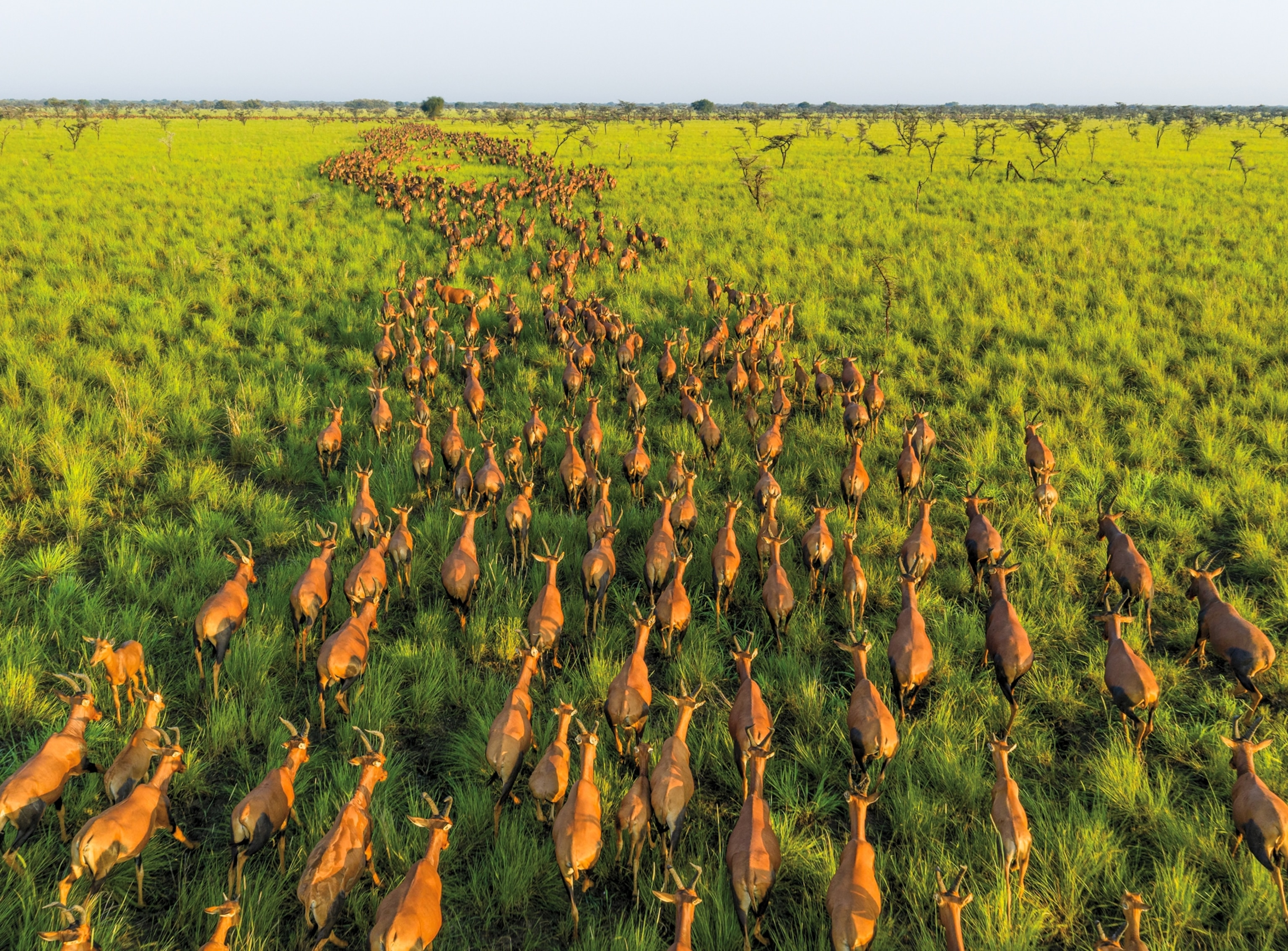 A wide line of antelope walk in the same direction over a grassy field.