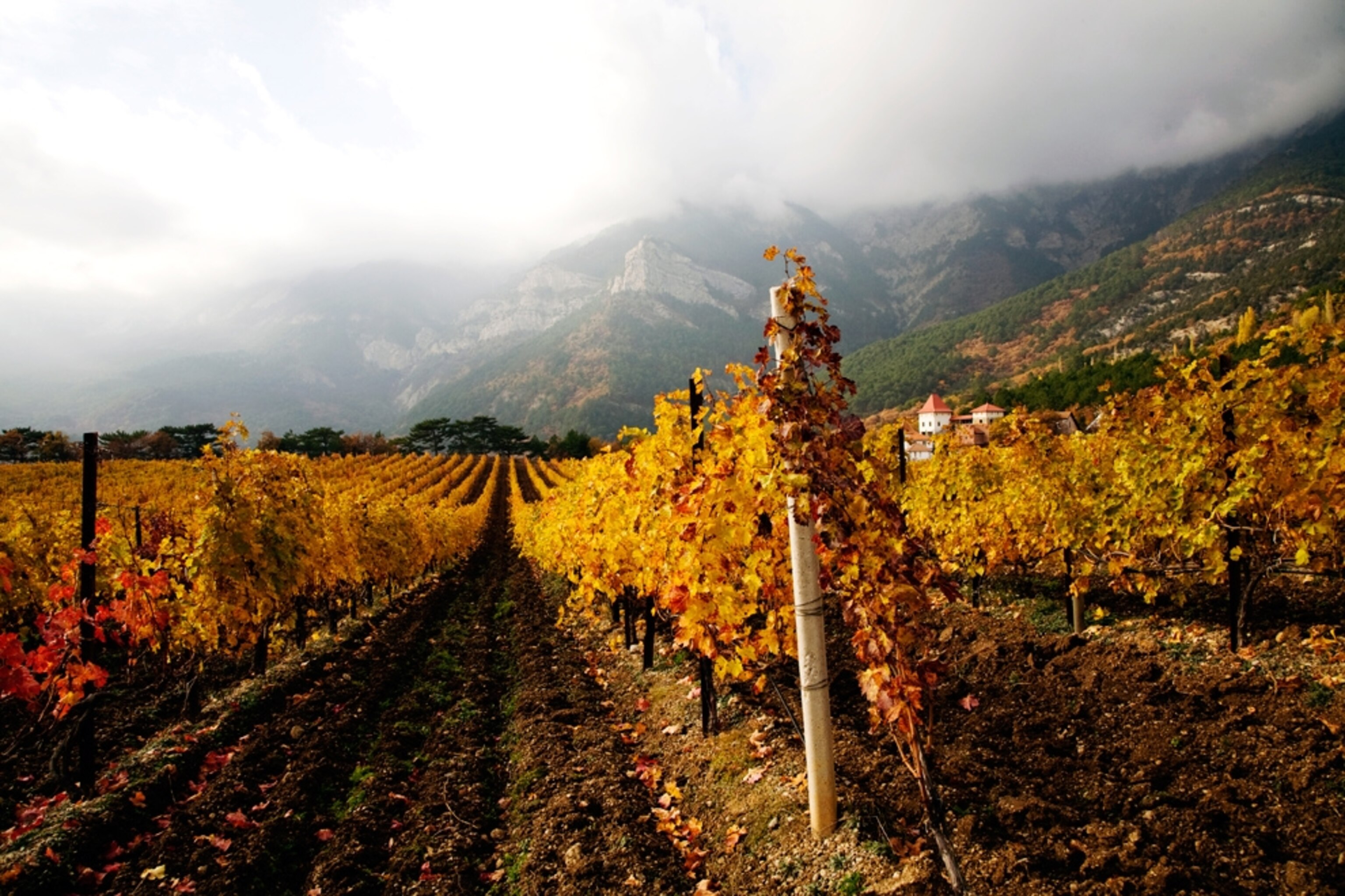 vineyard in Crimea, Ukraine