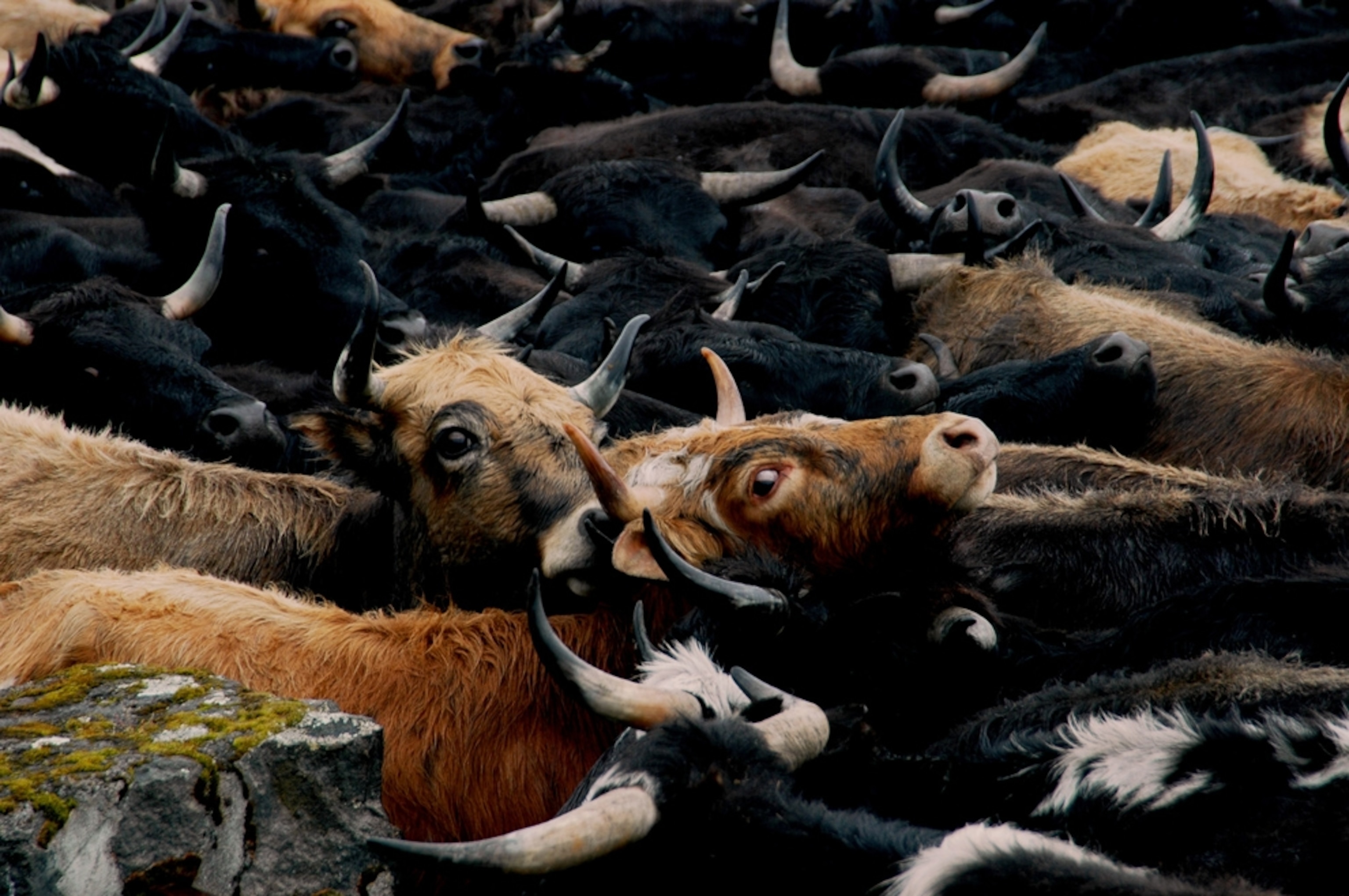 Wild cow horse roundup, Hacienda Yanahurco, Ecuador