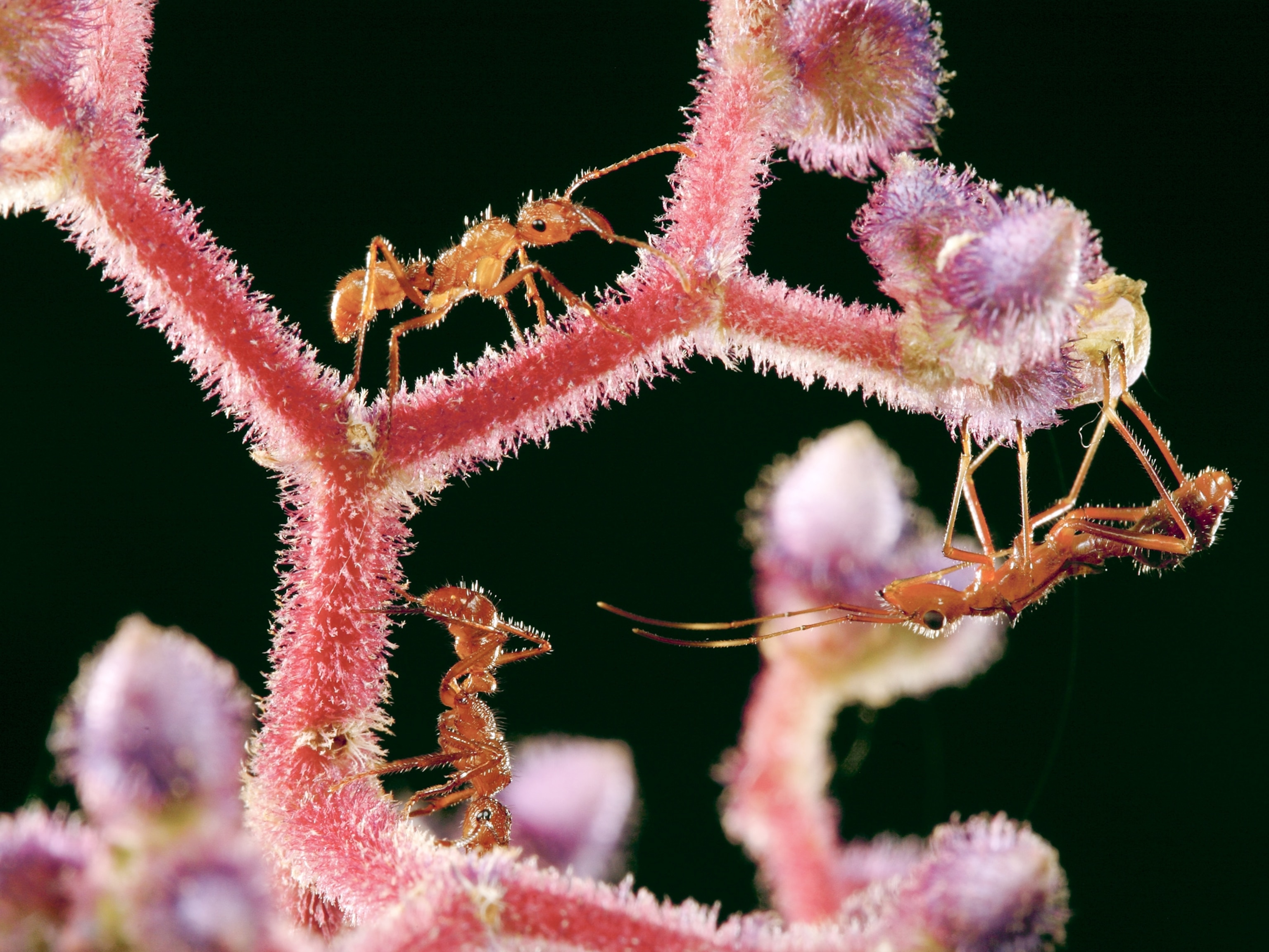 Panama insect picture: plant bug nymphs that look like ants walking on a flower